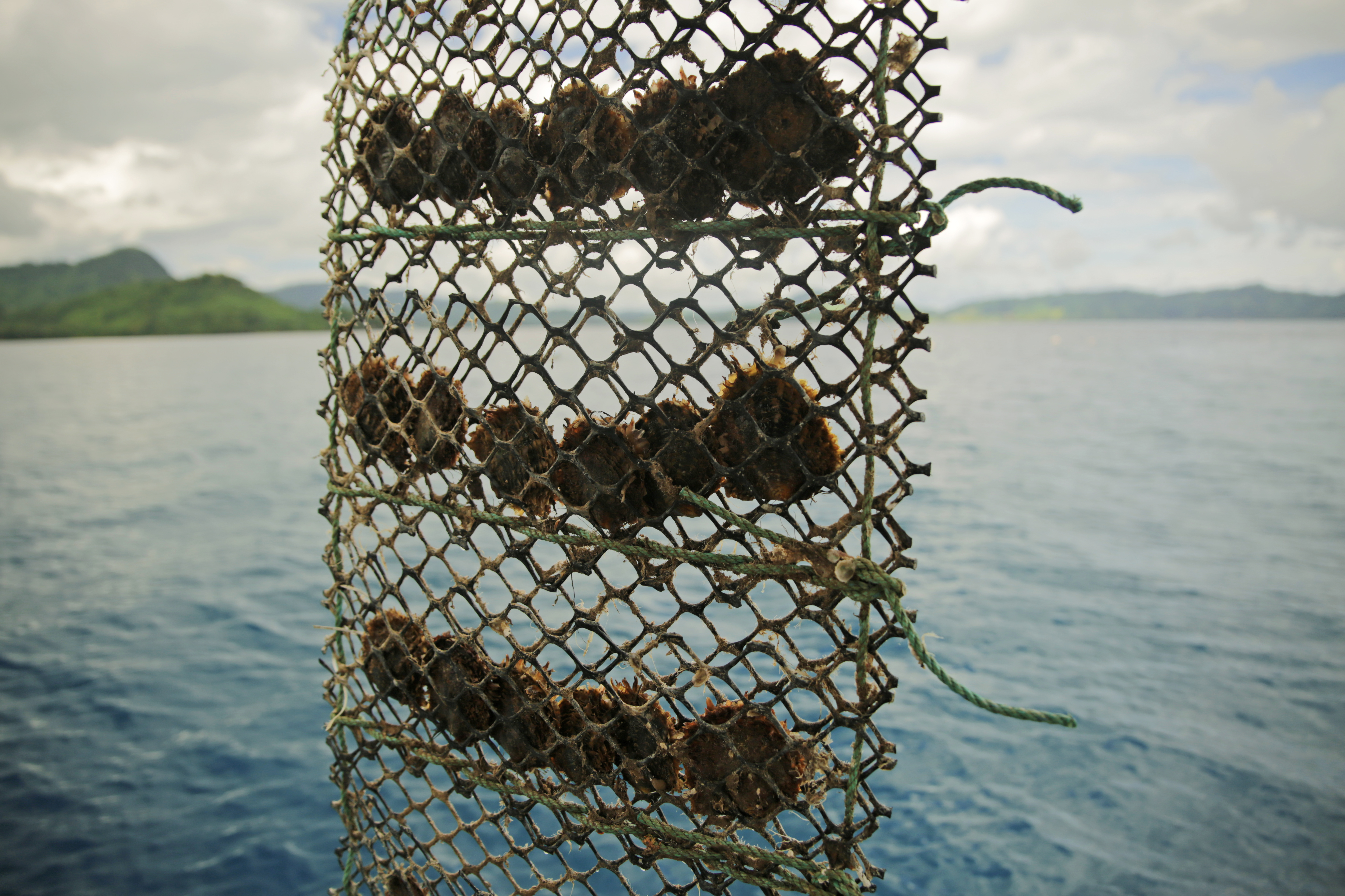 Oysters hang from the farm nets pulled from the sea for inspective by Jelly Ravea in Fiji.