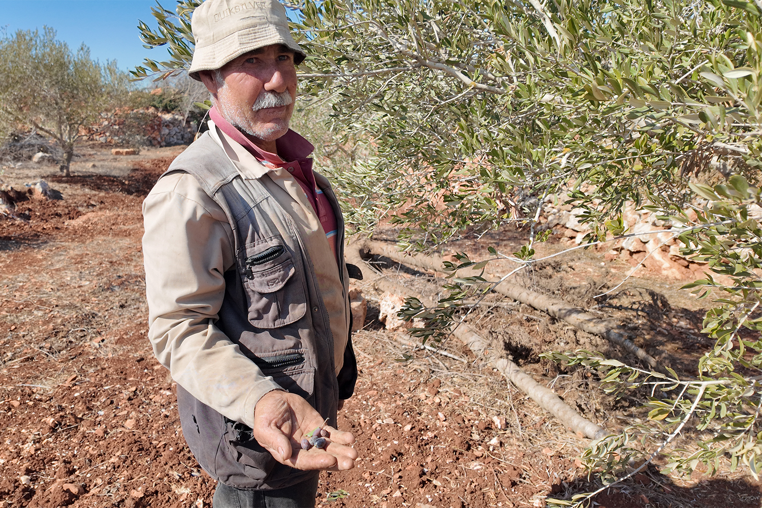 Khairallah Yacoub stands next to an olive tree and holds out an olive