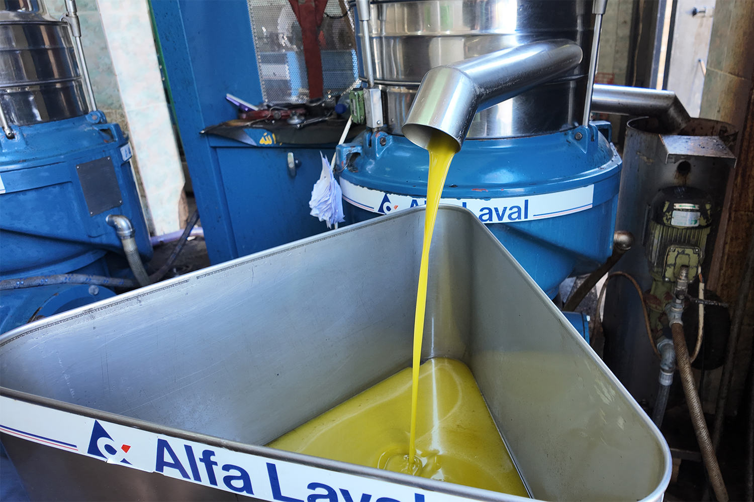 Olive oil comes out of an olive press