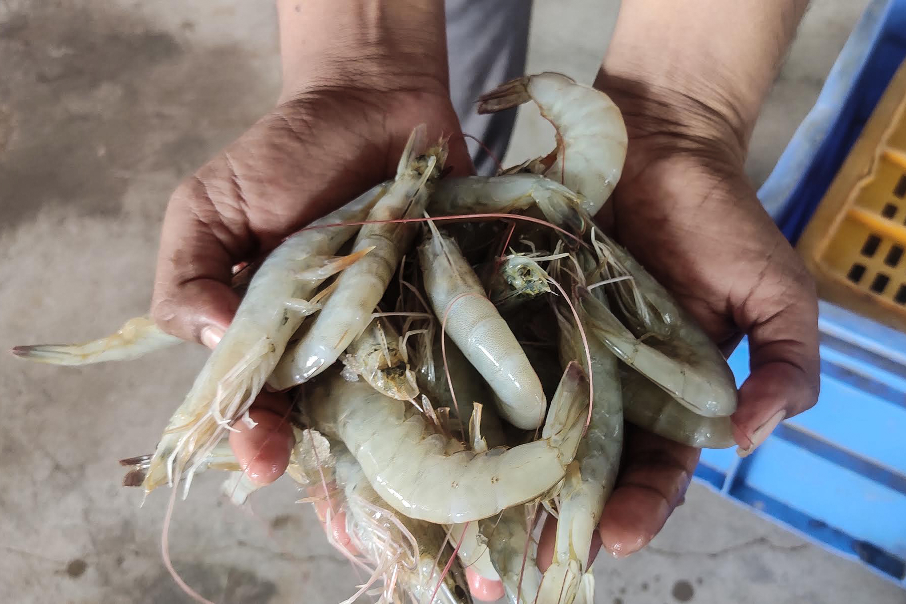 Shrimp farmers India