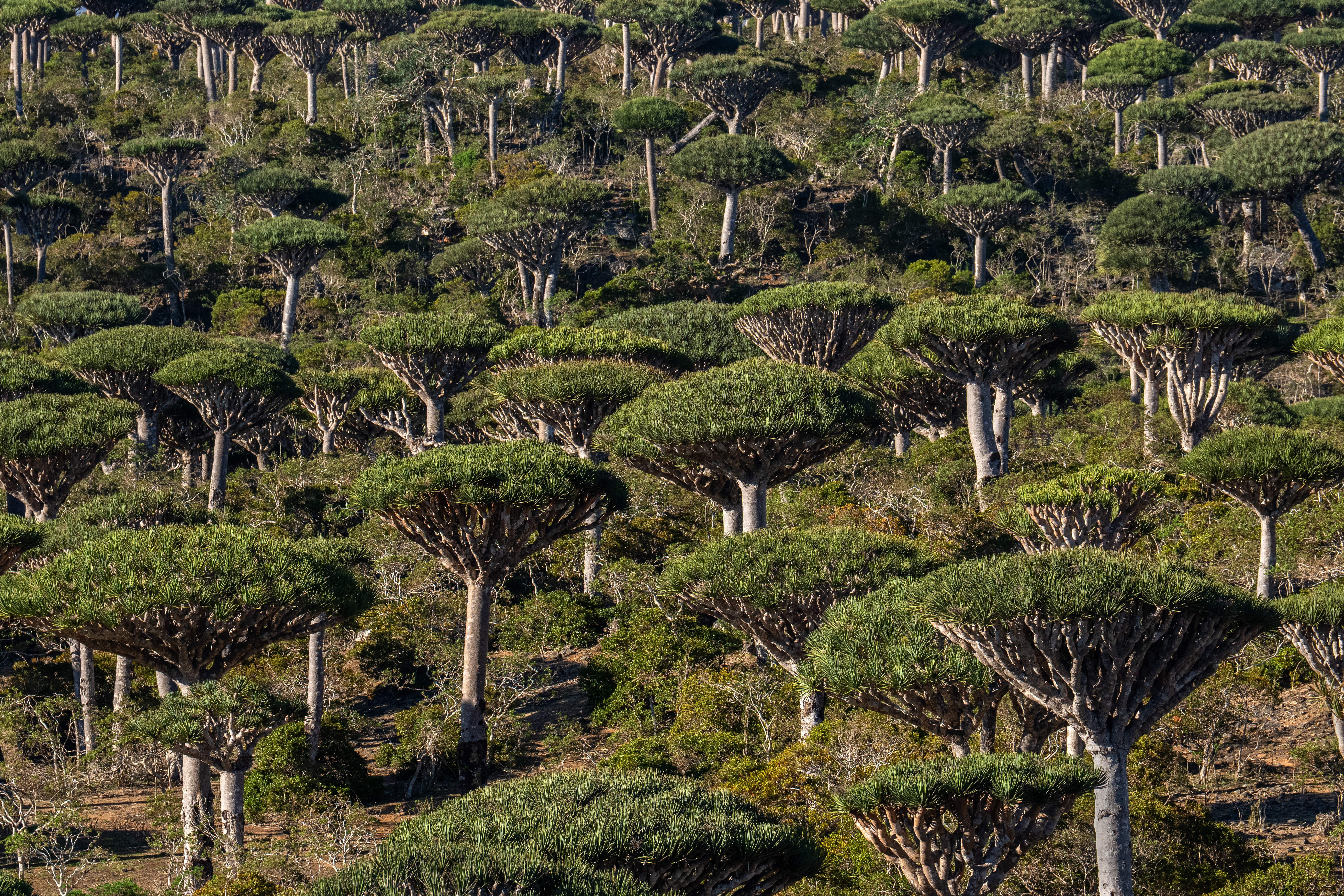 SOCOTRA ISLAND, YEMEN - OCTOBER 14: Dragon blood trees grow in Firmihin Forest, the largest concentration of the trees, on October 14, 2025 in Socotra, Yemen. Socotra island, sometimes referred to as the "Galapagos Islands" of the Indian Ocean, lies about 150 miles off the coast of the Horn of Africa and is home to 825 plant species, more than a third of which are only found here. Among them are the otherworldly dragon's blood tree, bottle trees and 11 species of frankincense, 4 of which were classified as critically endangered in March of this year. The intensifying tropical cyclones in this part of the Indian Ocean, fuelled by climate change, has put the island's unique ecosystem at risk. Meanwhile, Yemen's civil war - as well as the region-destabilizing attacks on commercial vessels in the Red Sea - have complicated conservation efforts. (Photo by Carl Court/Getty Images)