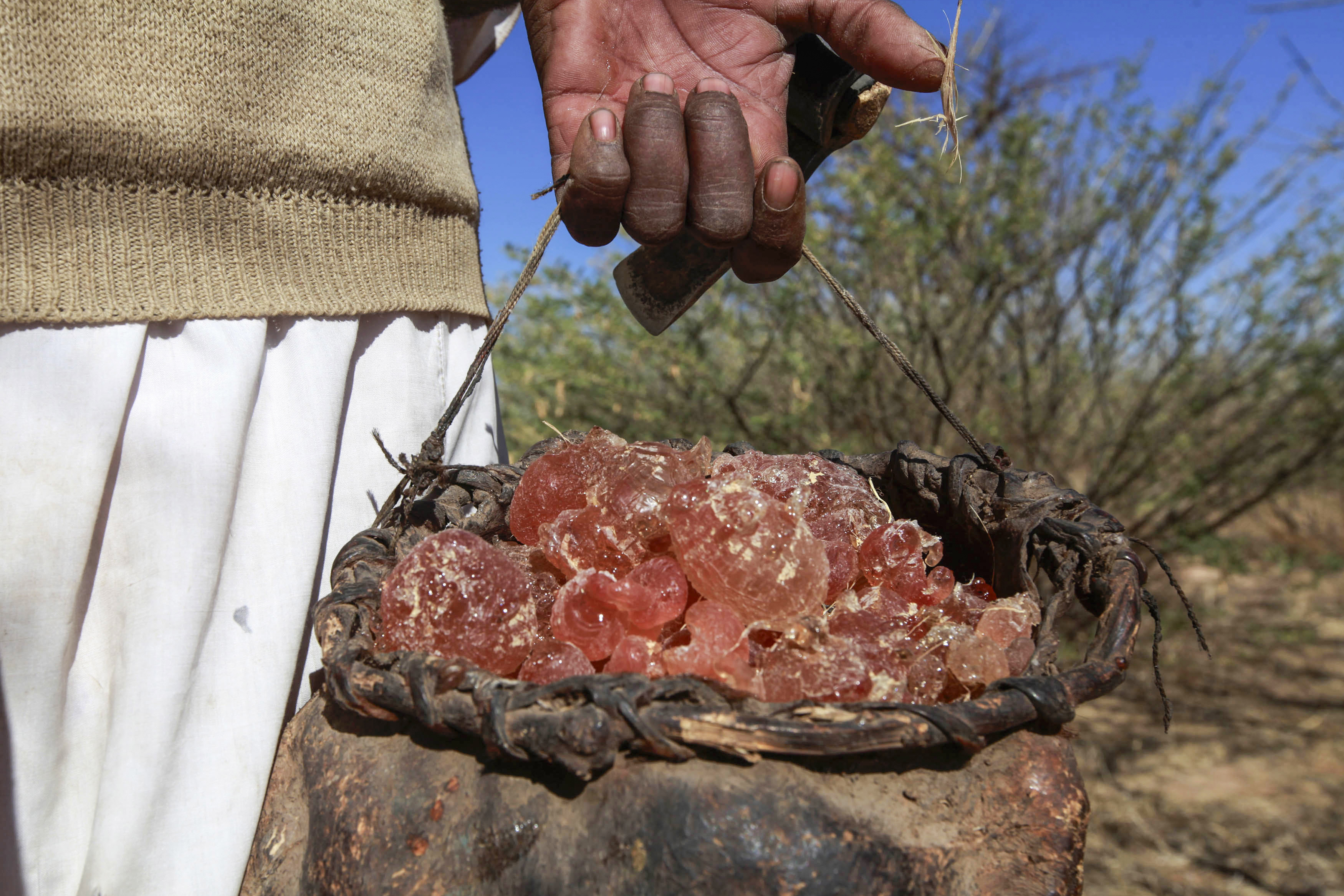 Gum arabic from an Acacia tree in the western Sudanese