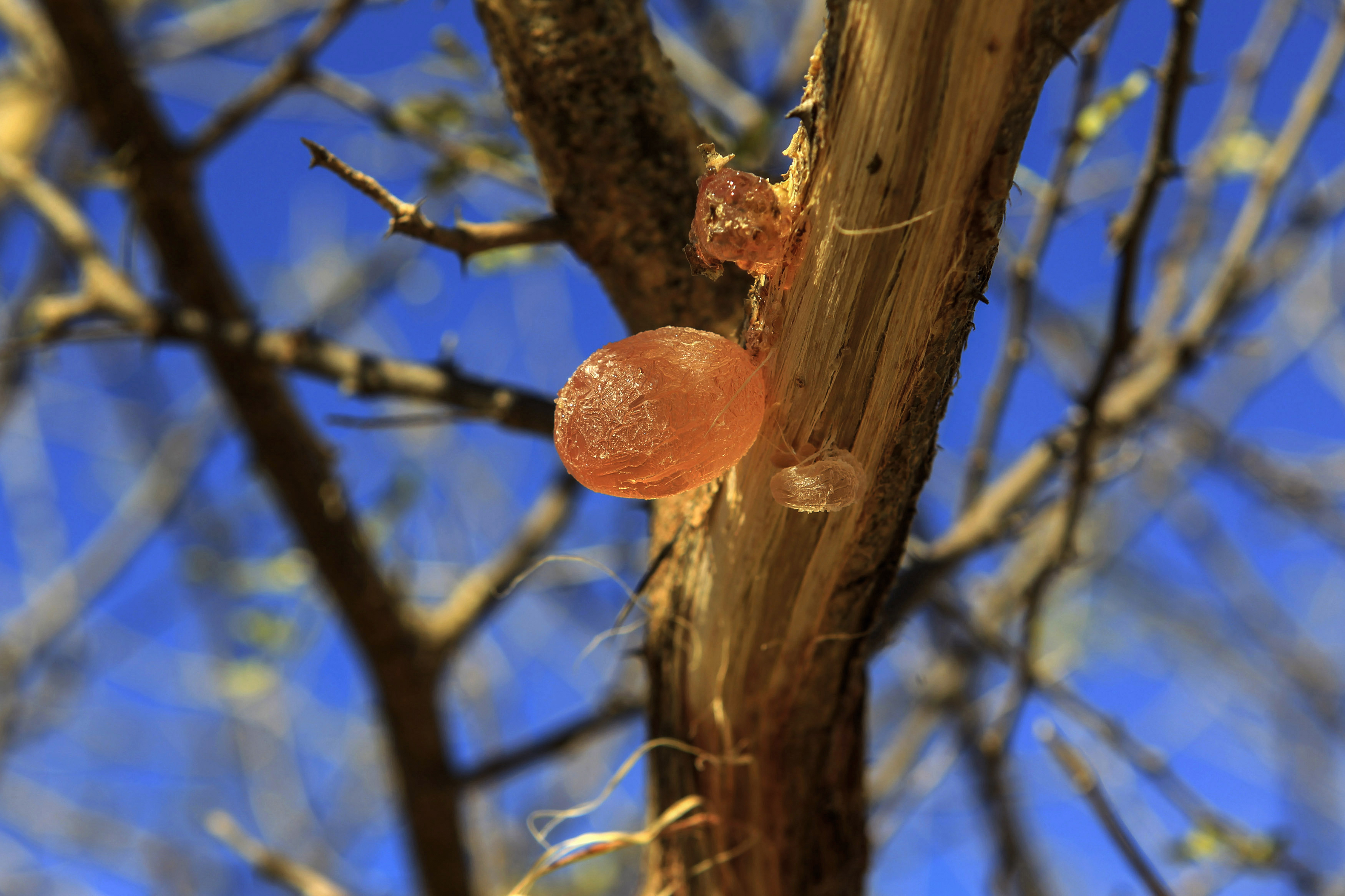 Gum arabic from an Acacia tree in the western Sudanese