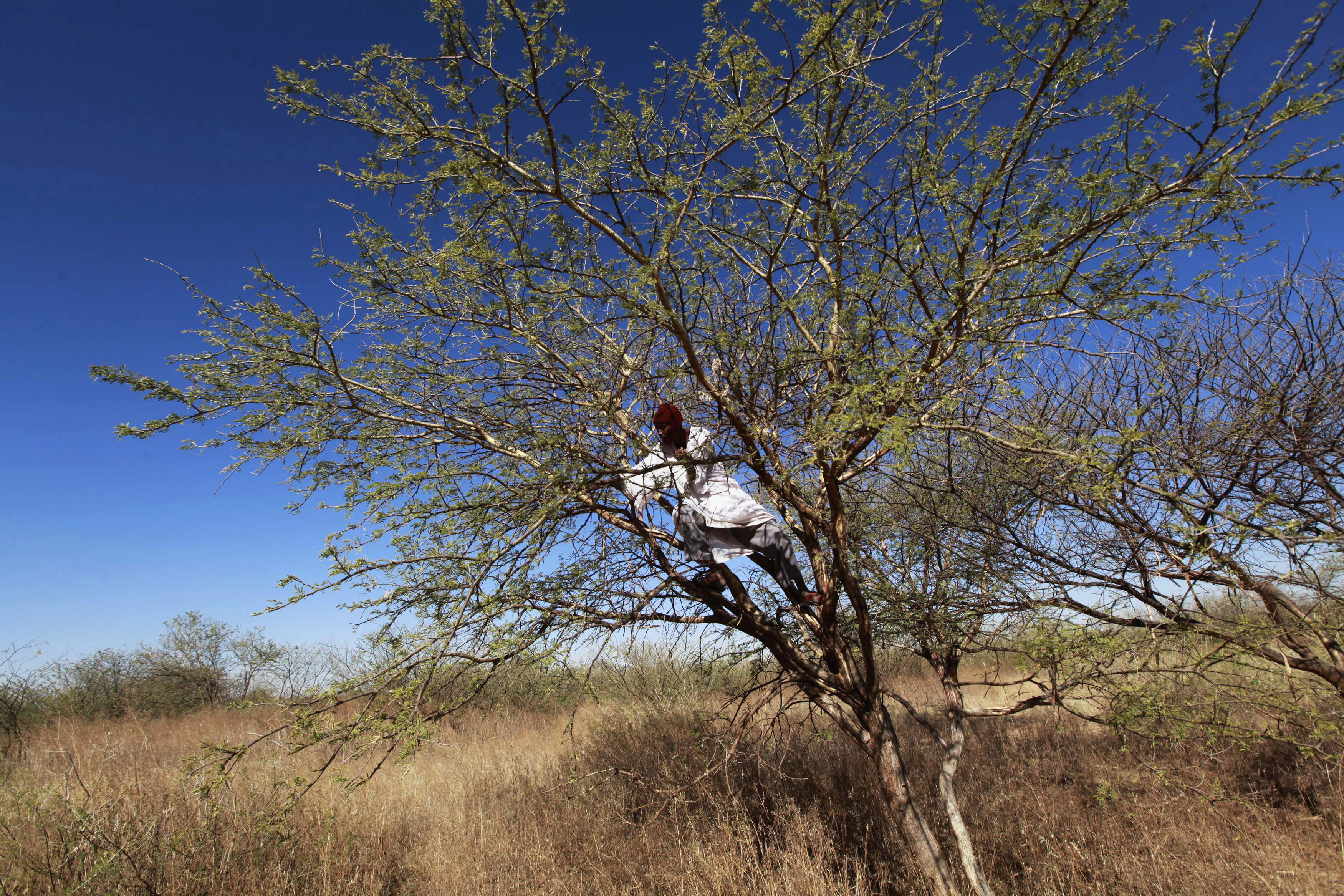 Gum arabic from an Acacia tree in the western Sudanese