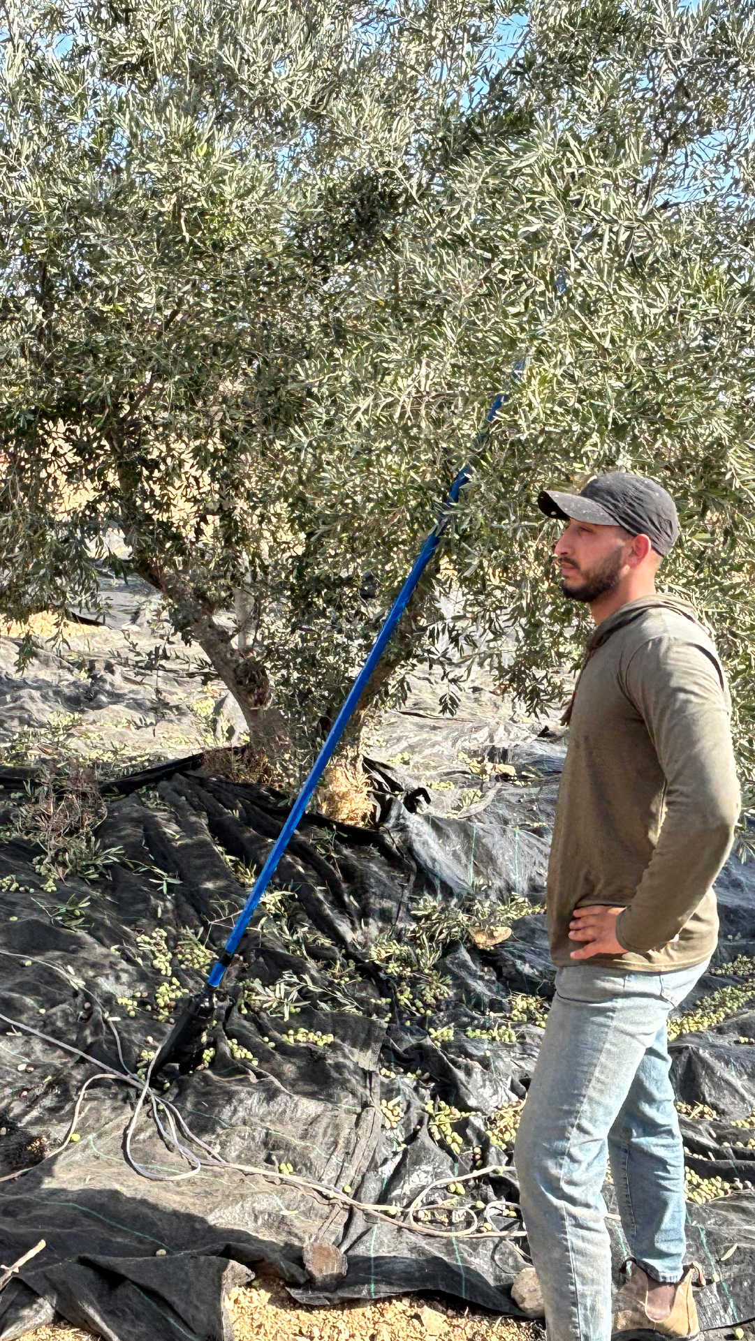 INTERACTIVE - Mobile Yousef Castro at olive harvest-1764685578