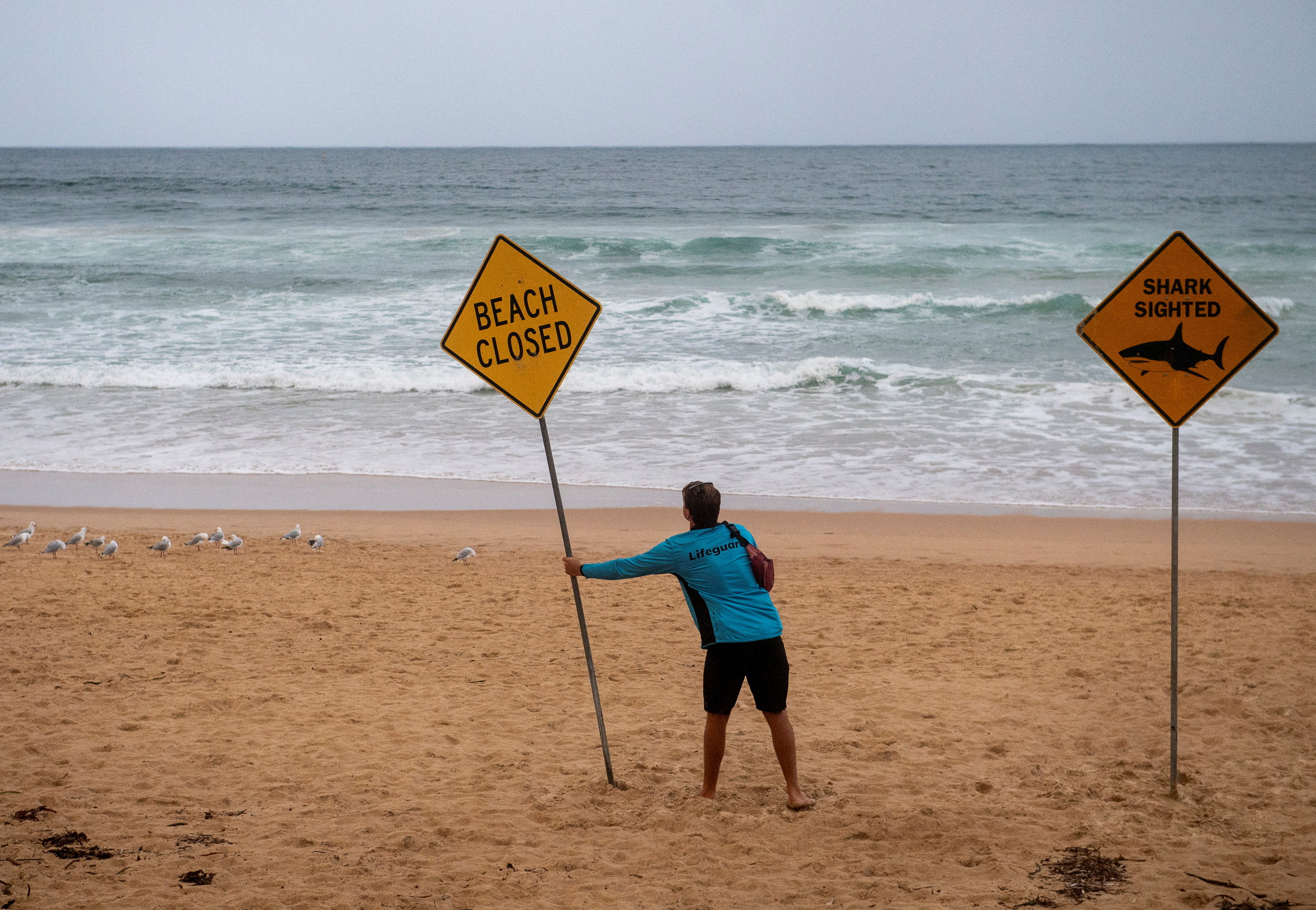 A lifeguards places a sign at Manly Beach, after a man was attacked by a shark in Sydney, Australia