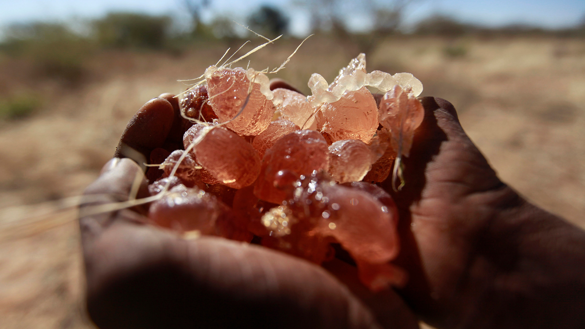 How is gum arabic fuelling the war in Sudan?