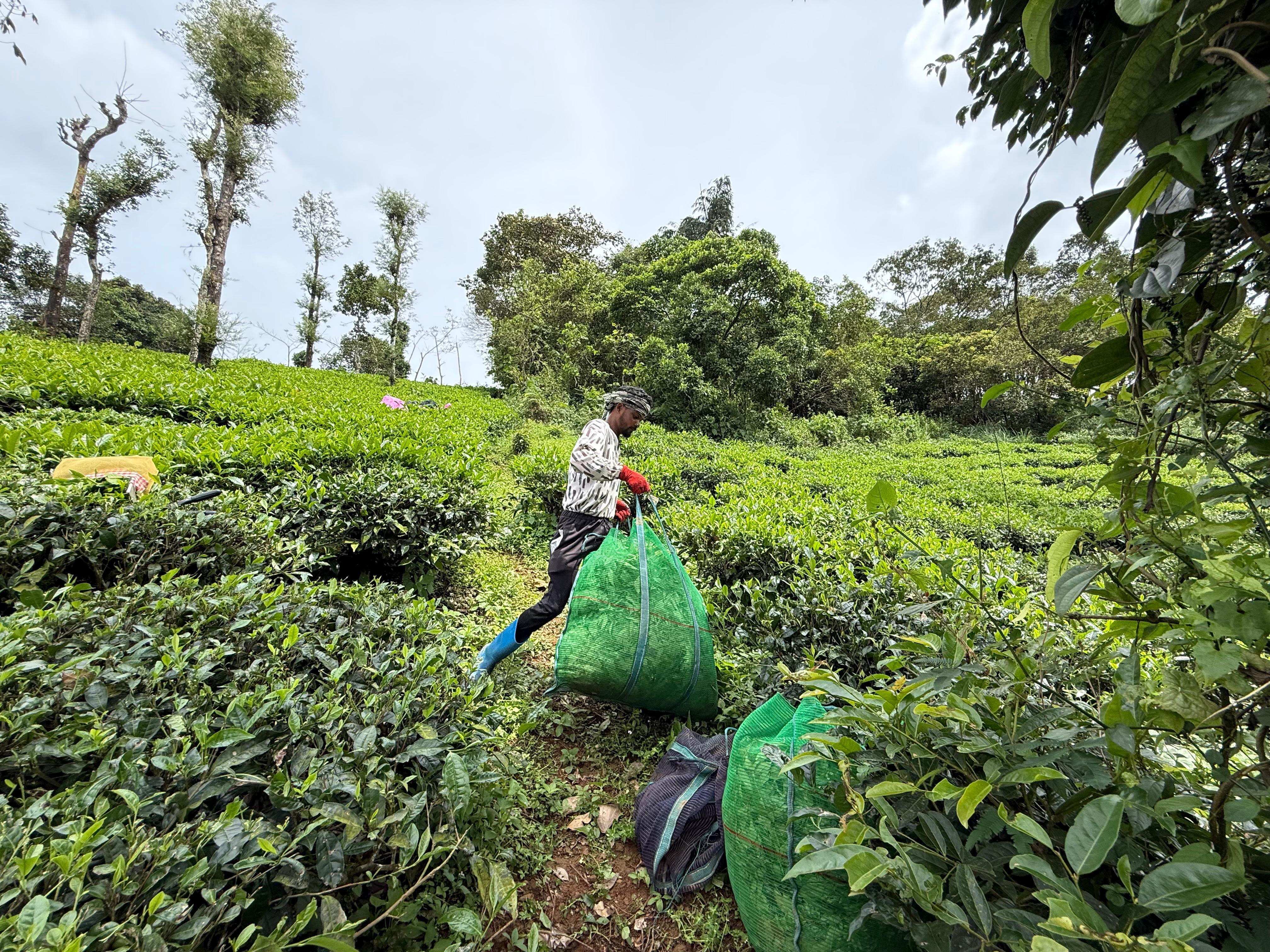 5 Rajkumar Jani, from the eastern state of Odisha, stacks sacks of tea leaves at a tea garden in Wayanad, Kerala, India-1771255985
