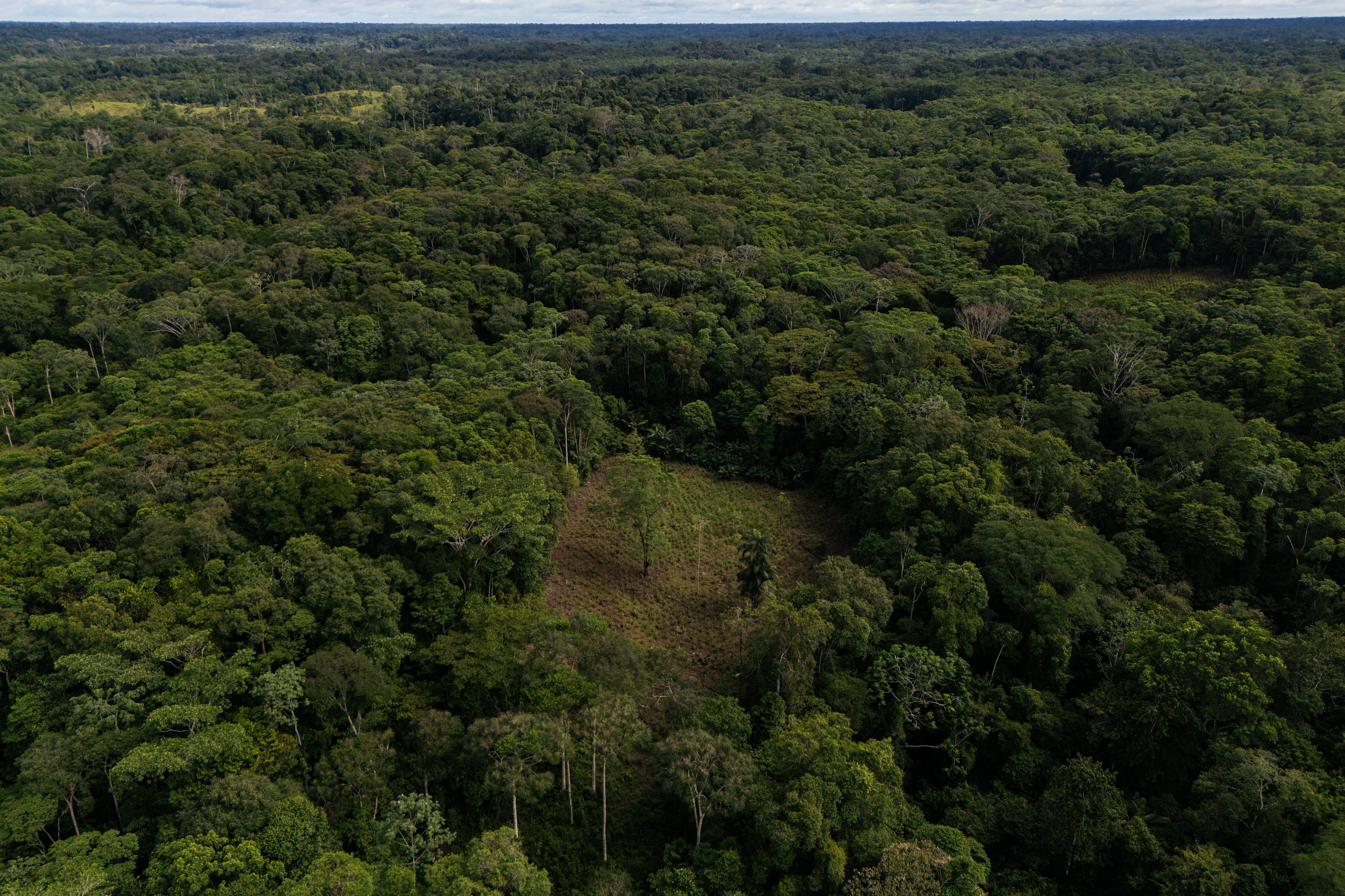 A coca crop is visible on the outskirts of Puerto Asis, Colombia, Nov. 26, 2025. (AP Photo/Ivan Valencia, File)
