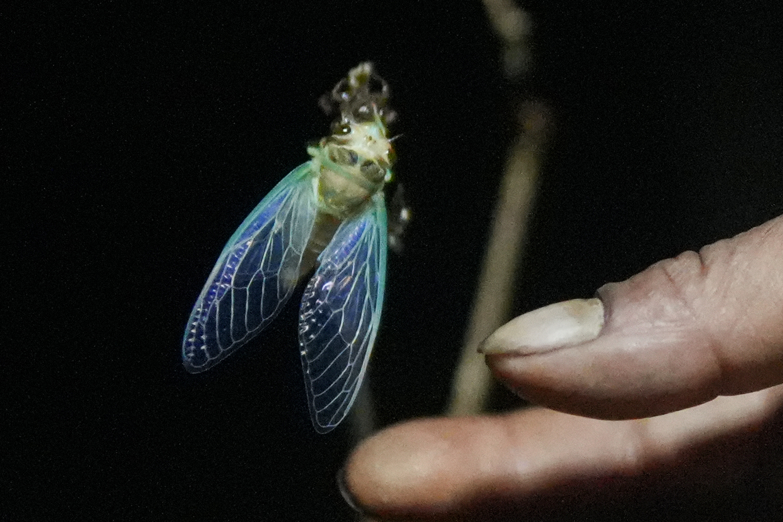 Niangtaser are gathered before their shells harden, when they are still soft-bodied and prized for eating [Ashutosh Kumar/Al Jazeera]