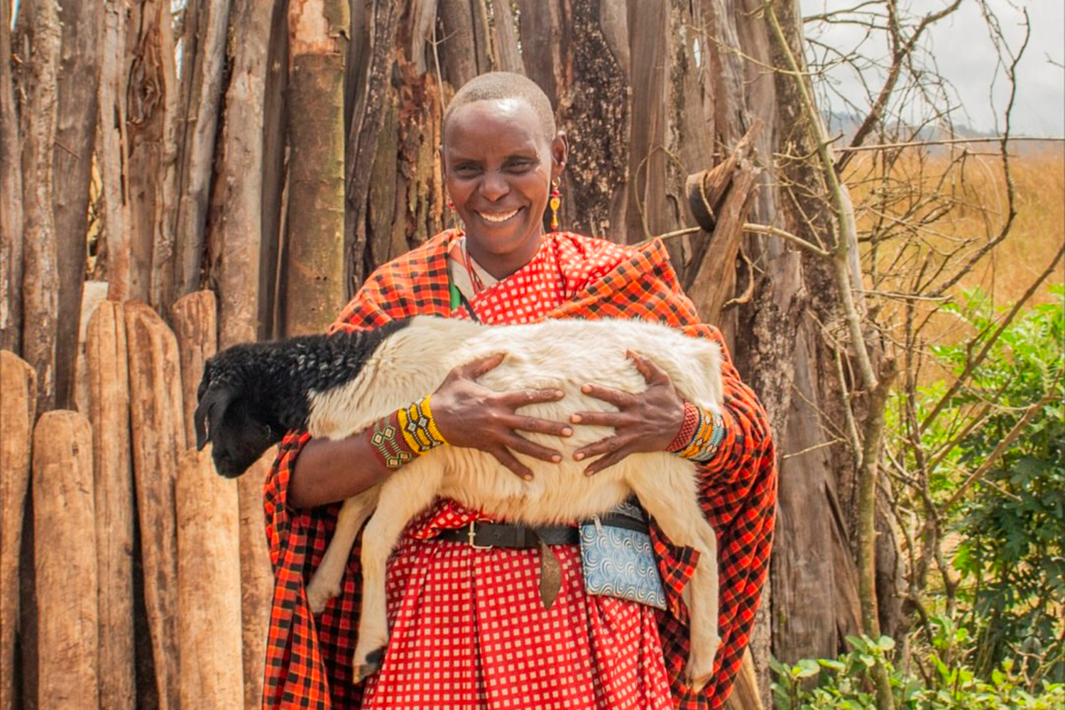 A member of the Naisho women’s group carries a sheep purchased through income earned from harvesting and selling fodder grass in Selela village, Monduli District, northern Tanzania [Courtesy of Pastoral Women’s Council]
