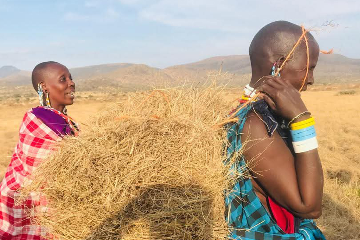 Nesirkar Longidongi carries harvested fodder from her group’s grass field in Selela village. Income from fodder production has helped her improve her family's livelihood. [Courtesy of Pastoral Women’s Council]