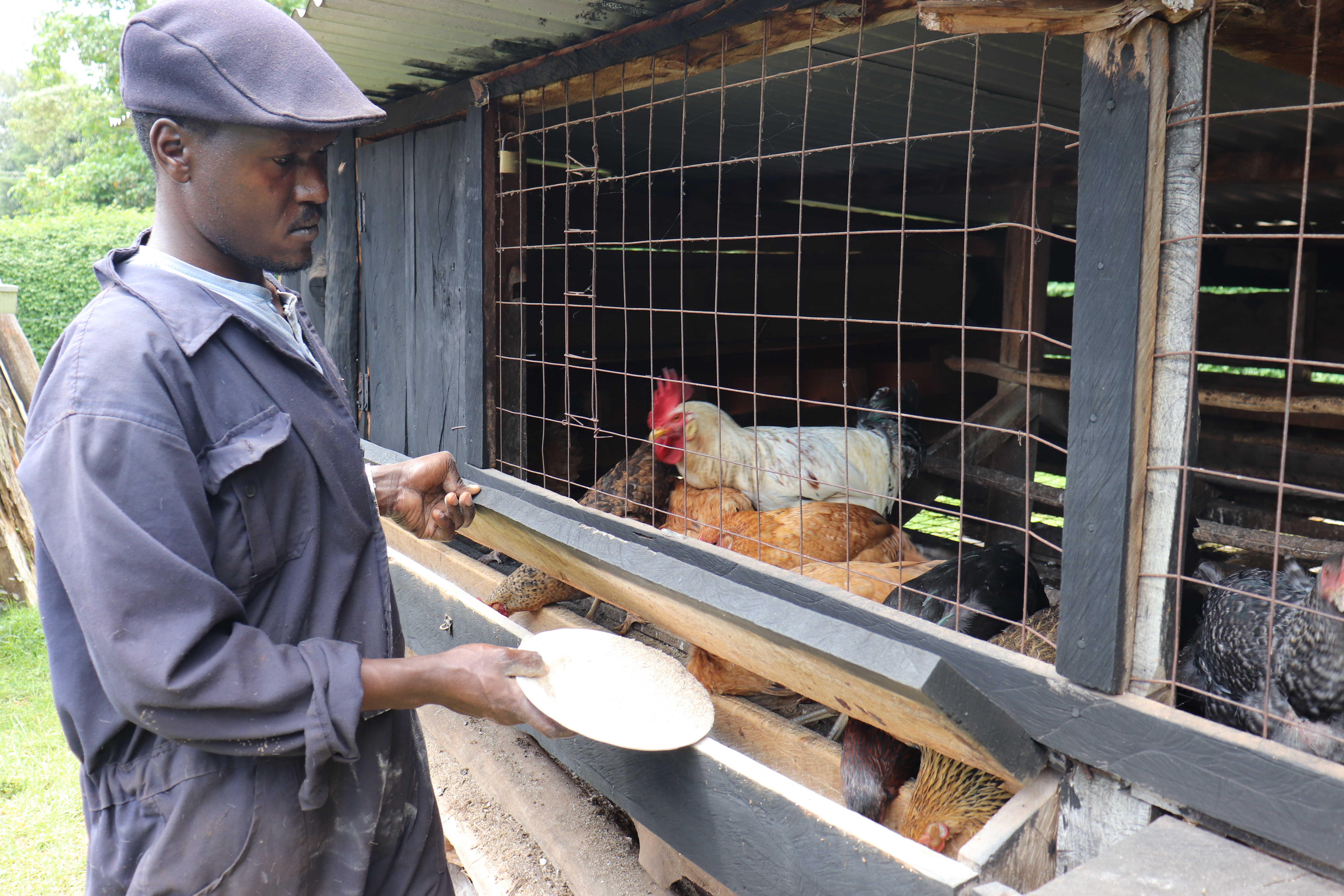 Kiprop feeds hich chicken [Dominic Kirui/Al Jazeera]