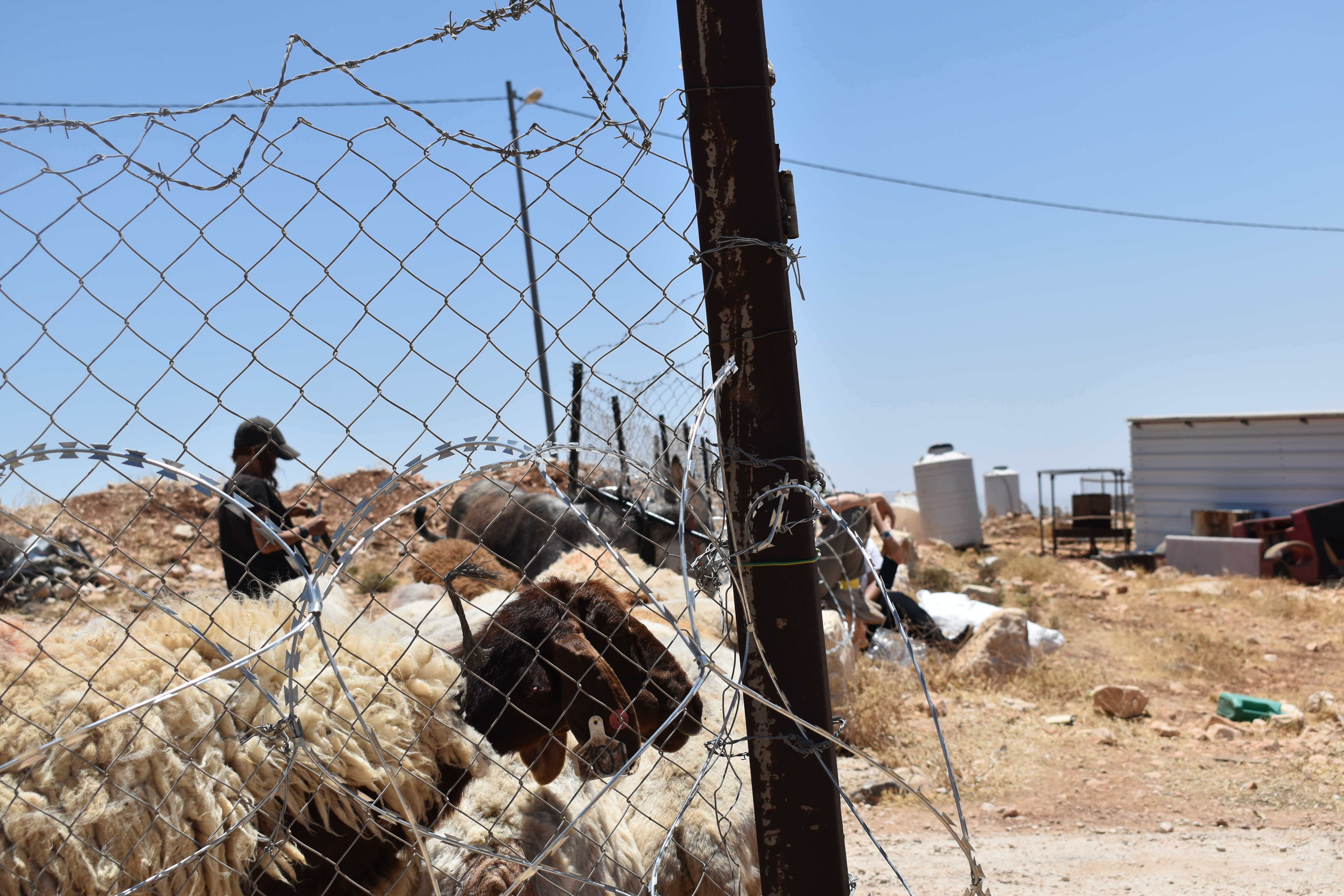 Settlers bring flocks right up to the fence of a Palestinian Bedouin compound in the Taybeh Junction area of the West Bank [Alex N/Al Jazeera]