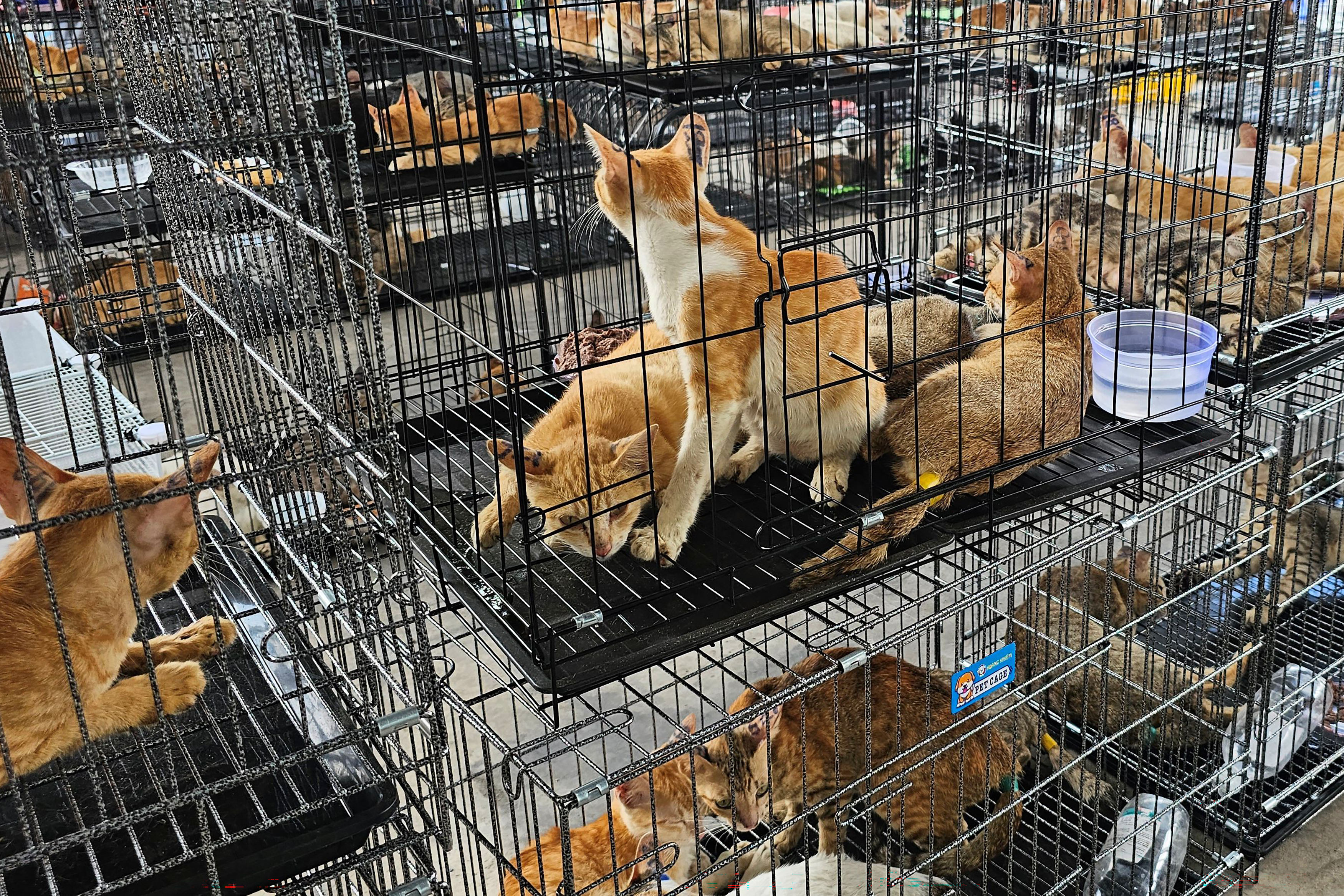 This handout picture taken on June 15, 2026 and released on June 16 by Humane World for Animals Vietnam shows cats seized by police at a facility in Ho Chi Minh City.