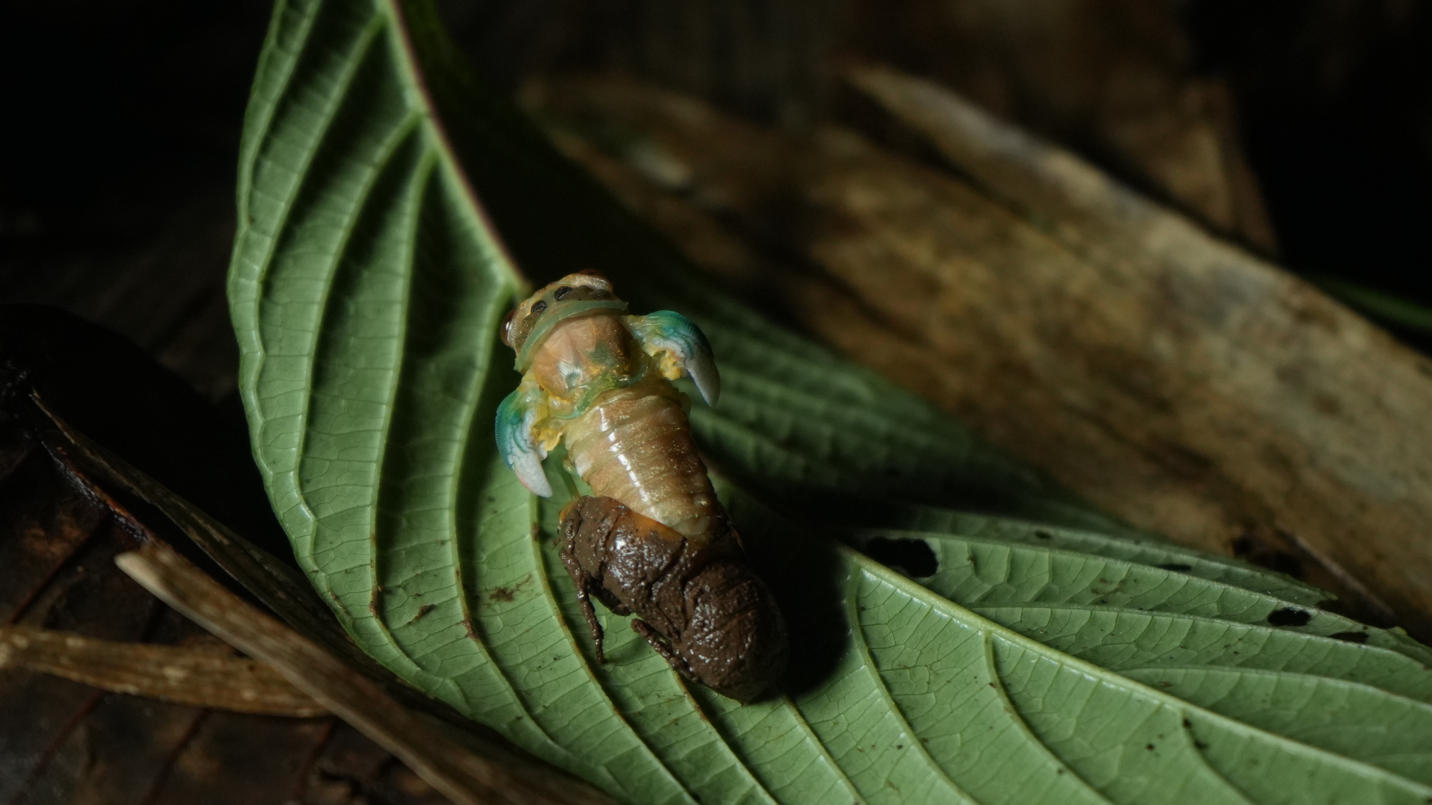 After four years underground feeding on bamboo roots, the cicada emerges for a brief adult life lasting only weeks