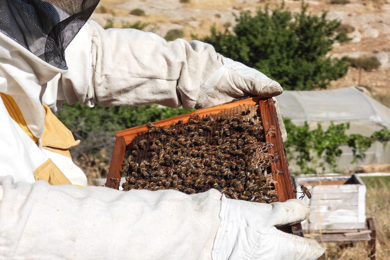 Palestinian farmers are buying beehives after settler attacks on their farms
