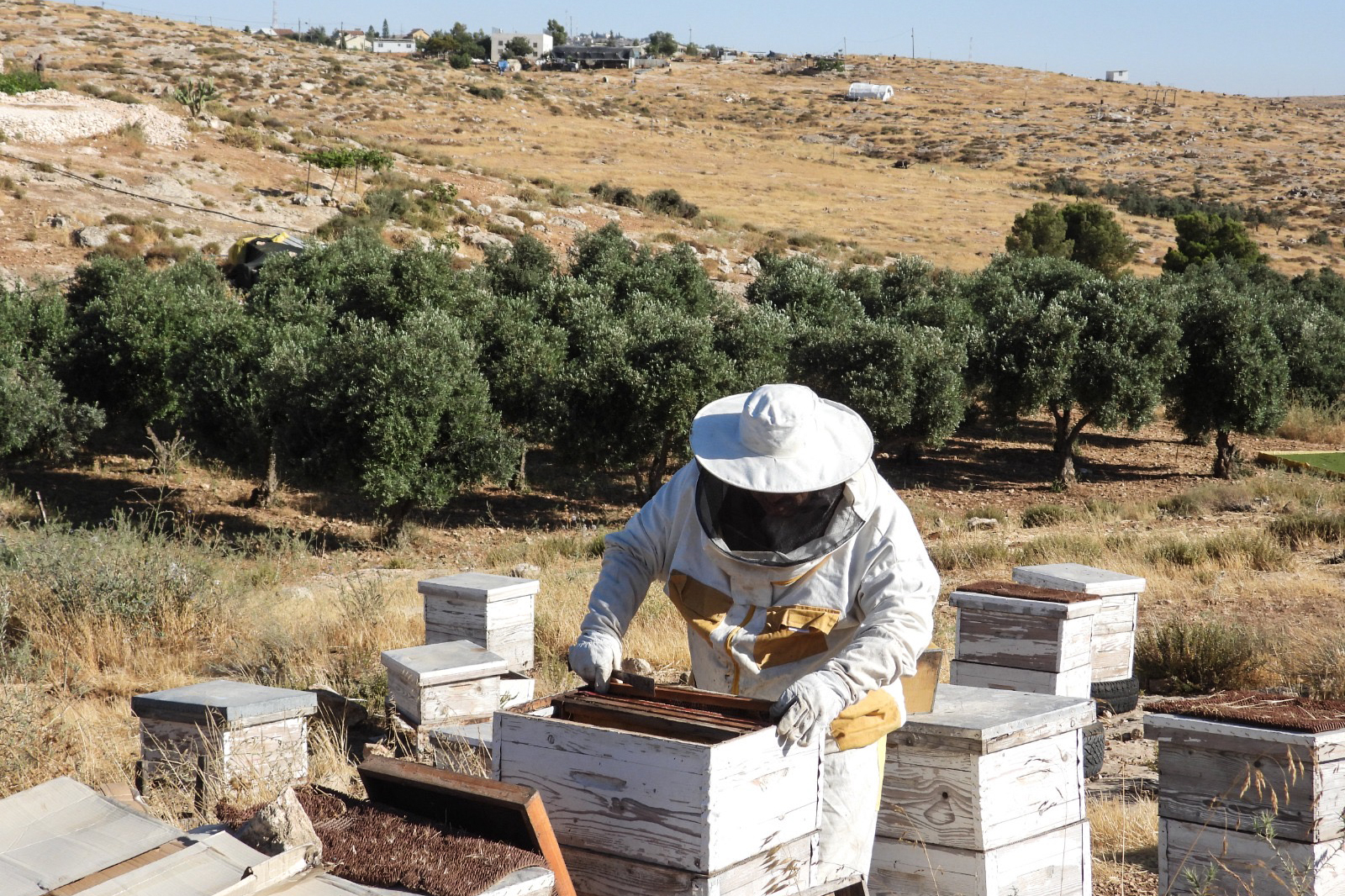 Jihad Nawajah took to beekeeping after settlers poisoned his livestock