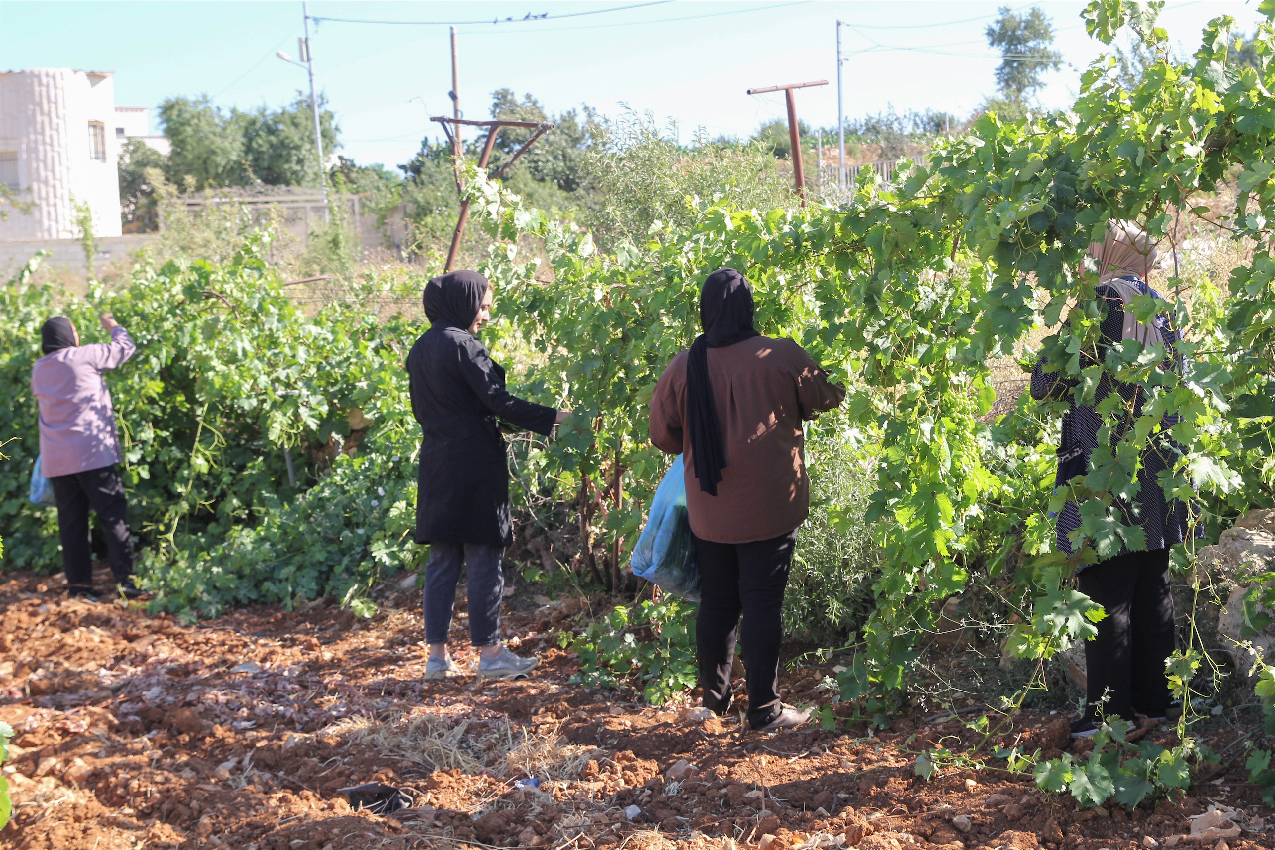 Women tending to trees.