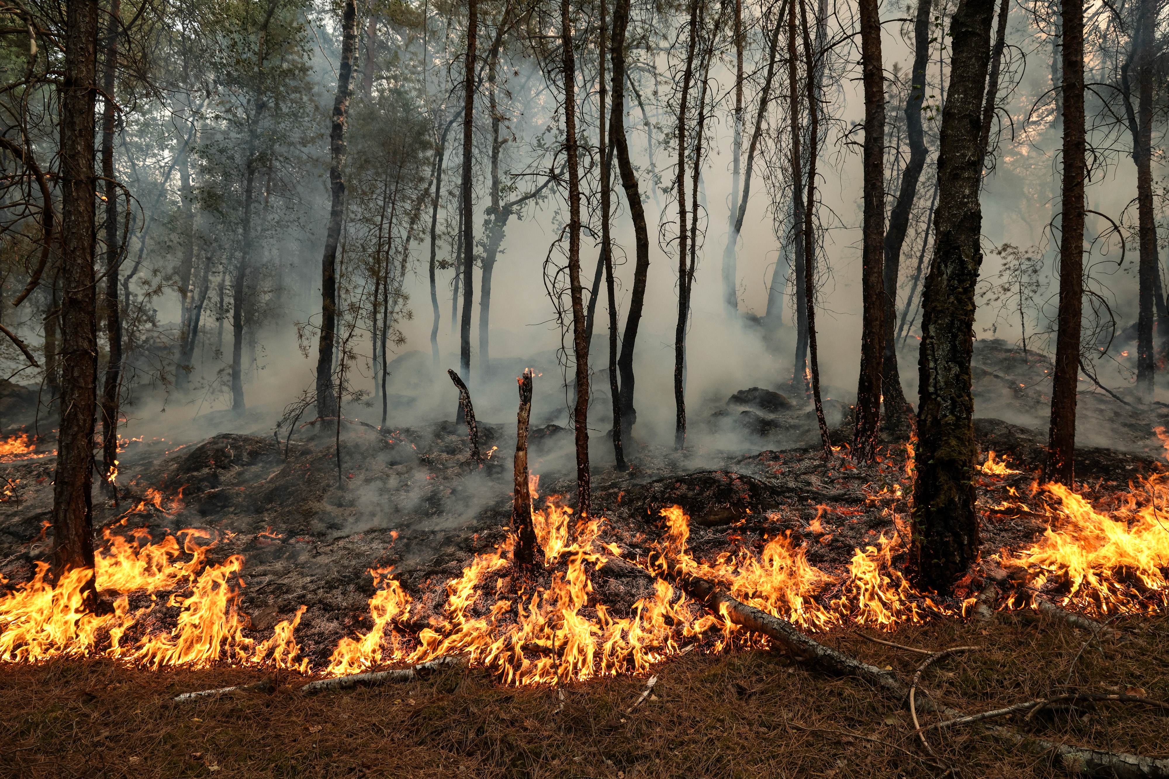 firefighters works to extinguish flames in the Fontainebleau forest