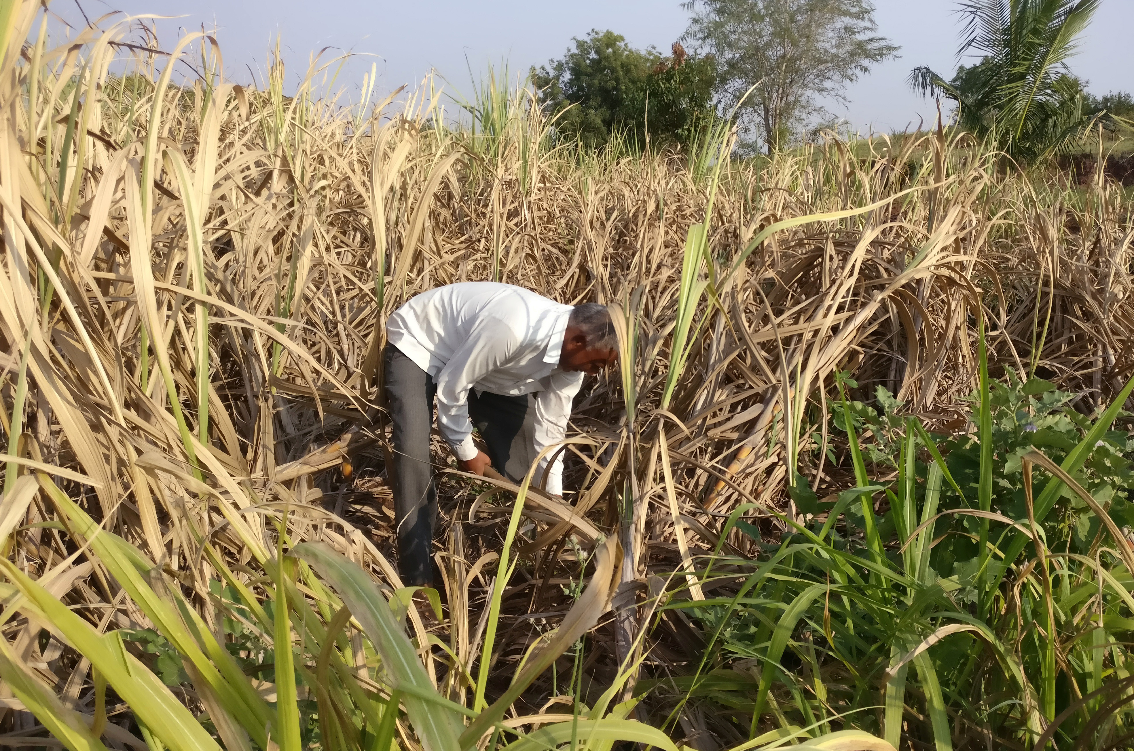 Ashok Giramkar, a farmer, uproots sugarcane that he said was infected by white grubs at his farm in Dalaj village in Pune district in the western state of Maharashtra, India, October 11, 2018. Picture taken October 11, 2018. REUTERS/Rajendra Jadhav