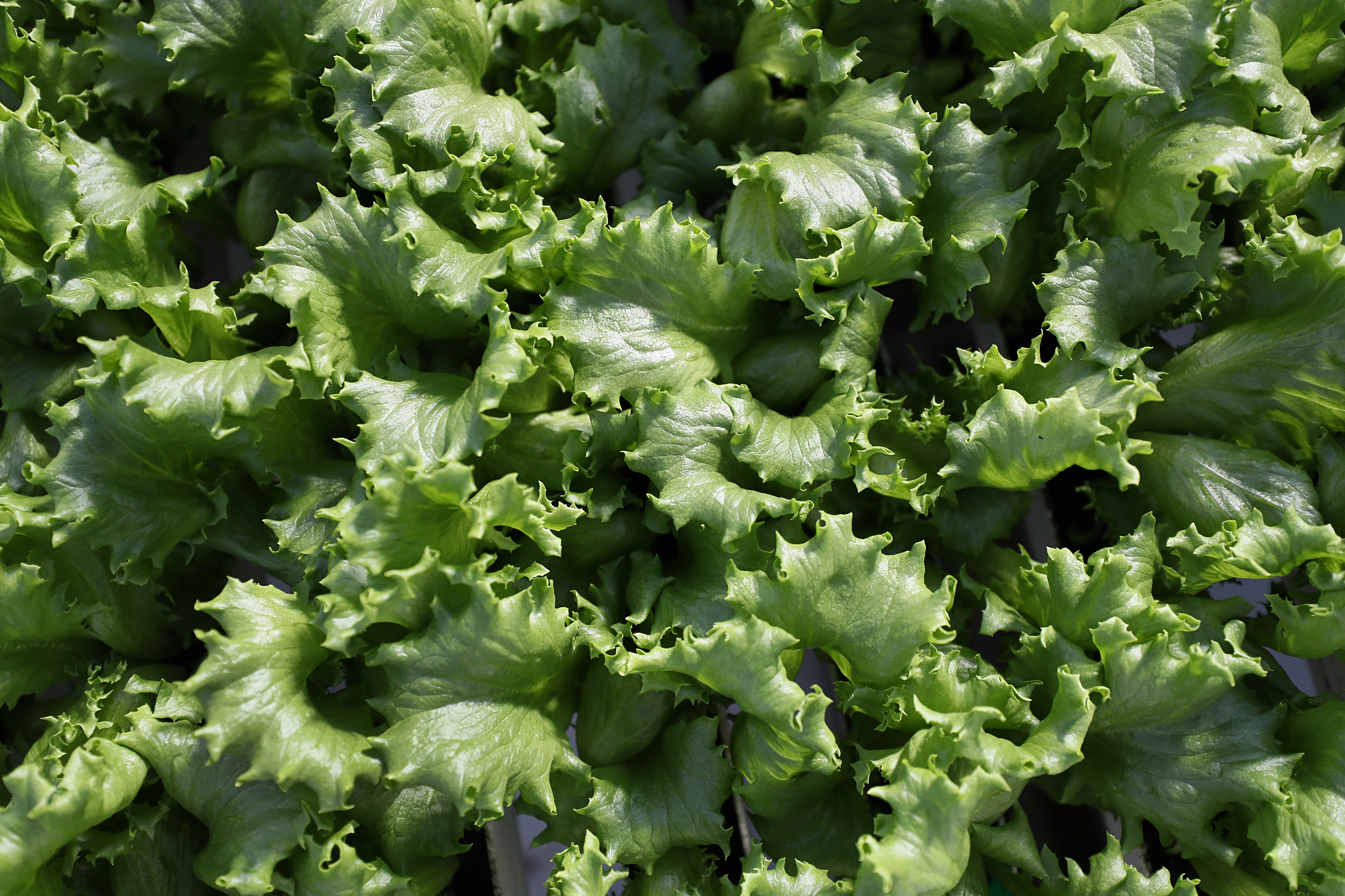 Lettuce grows in a greenhouse.