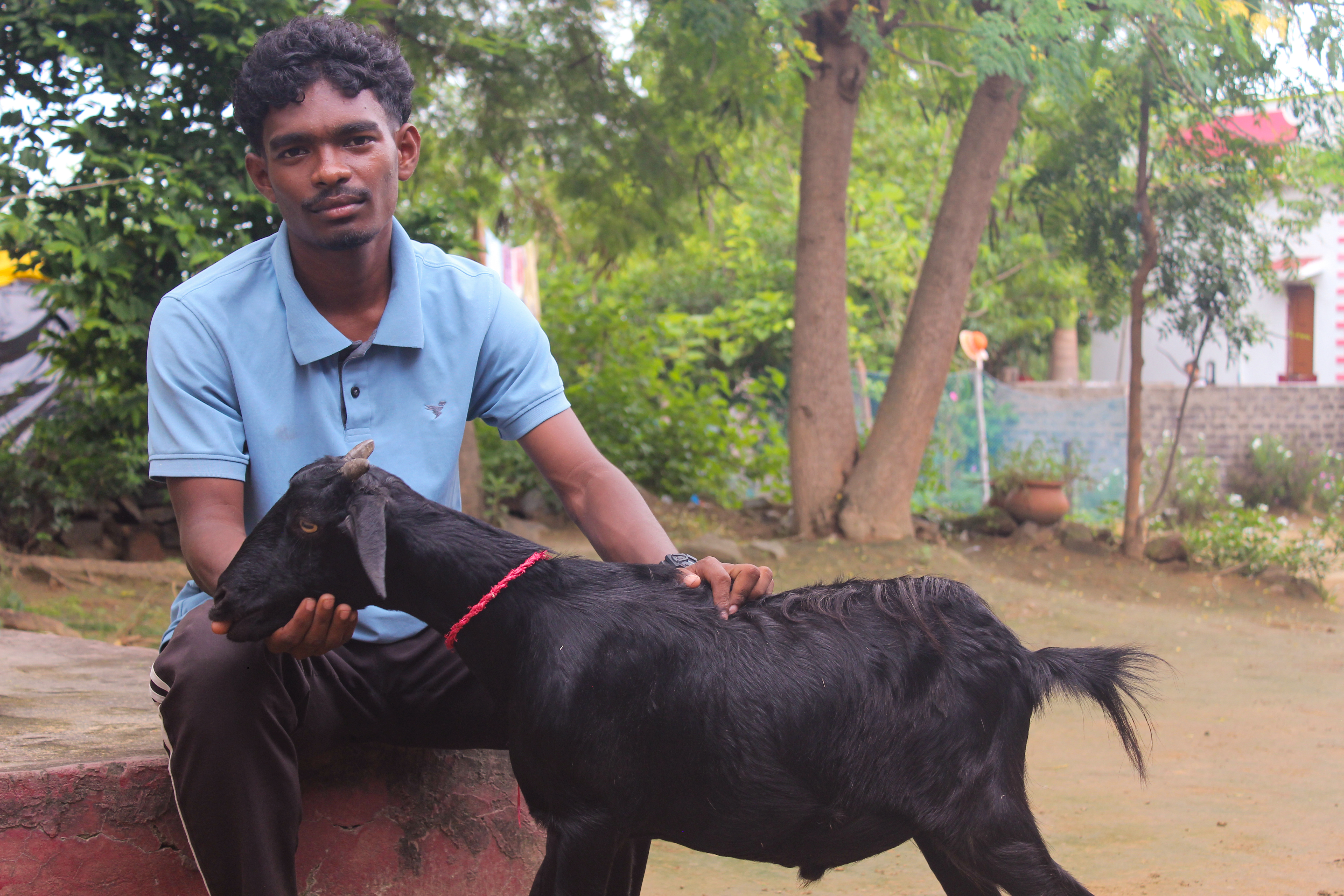 Manish Kudada with his prized khassi at his home in Tirilbasa, India