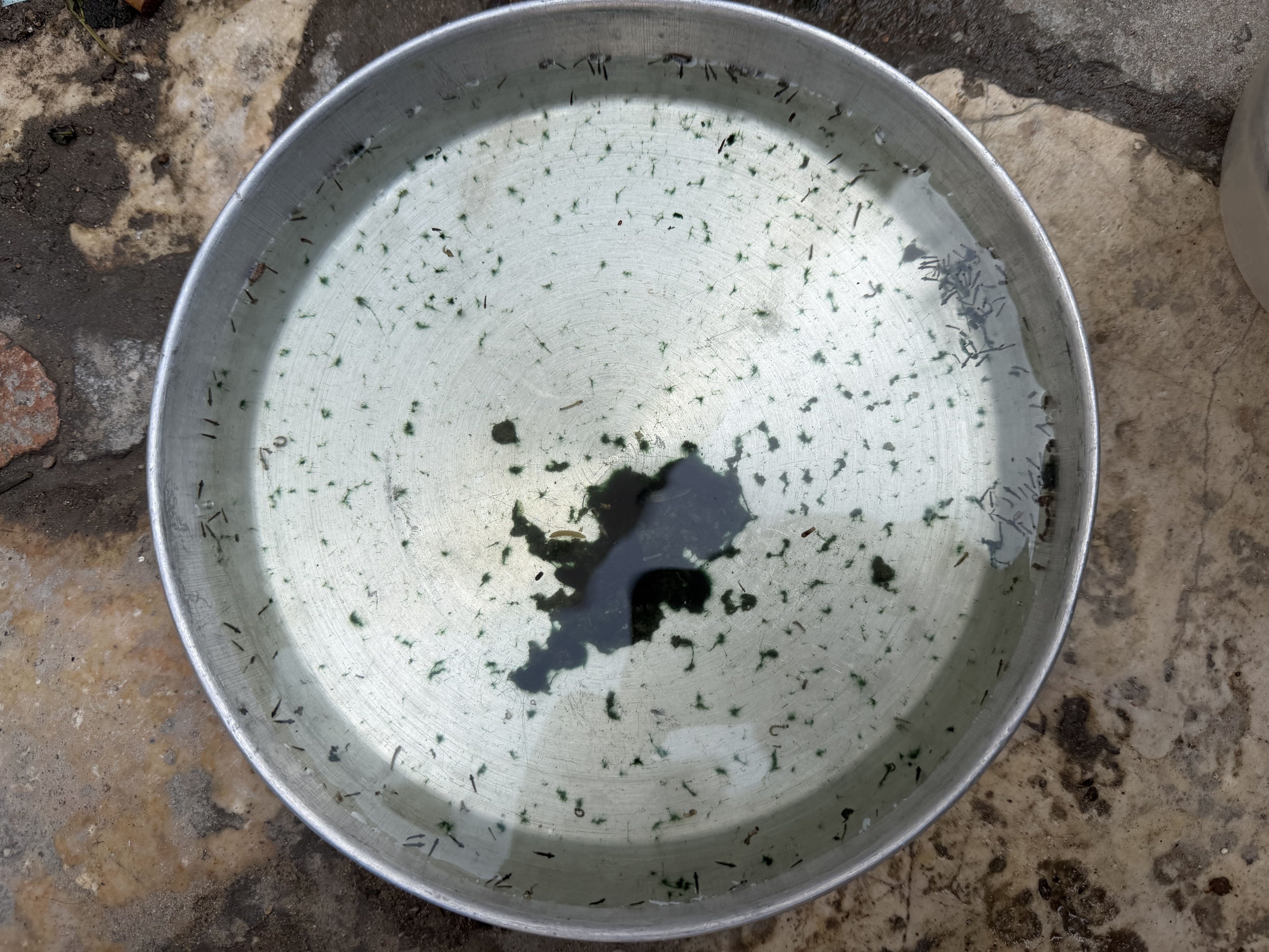 Mosquito larvae collected from stagnant water in a slum area of Mukalla. Health workers say the larvae develop into mosquitoes that transmit dengue fever and malaria