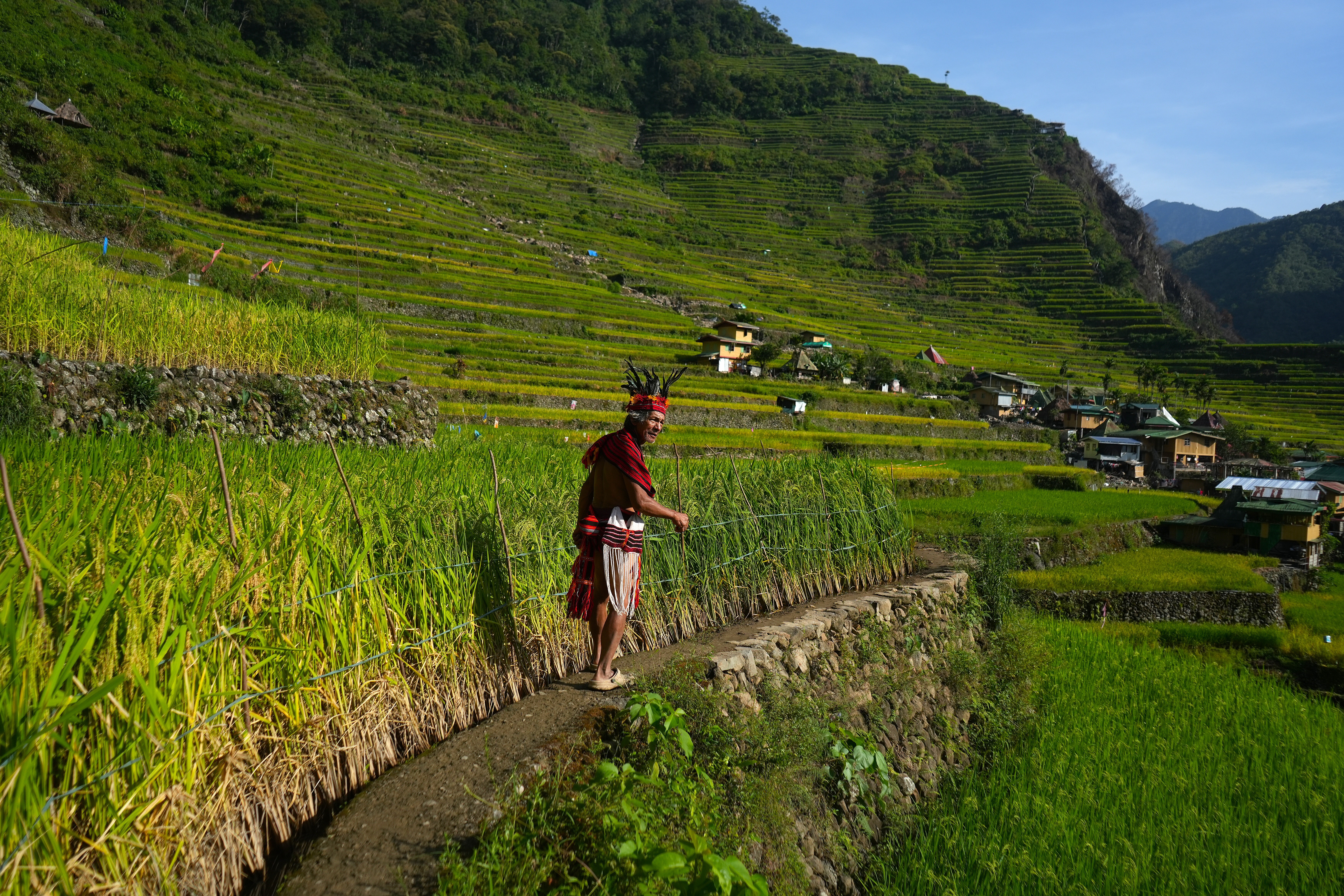 Village elder Apu Penneng, who is regarded as the custodian of his family's vast rice paddies in Batad, heads to the harvest site during this year's Tinawon rice harvest festival