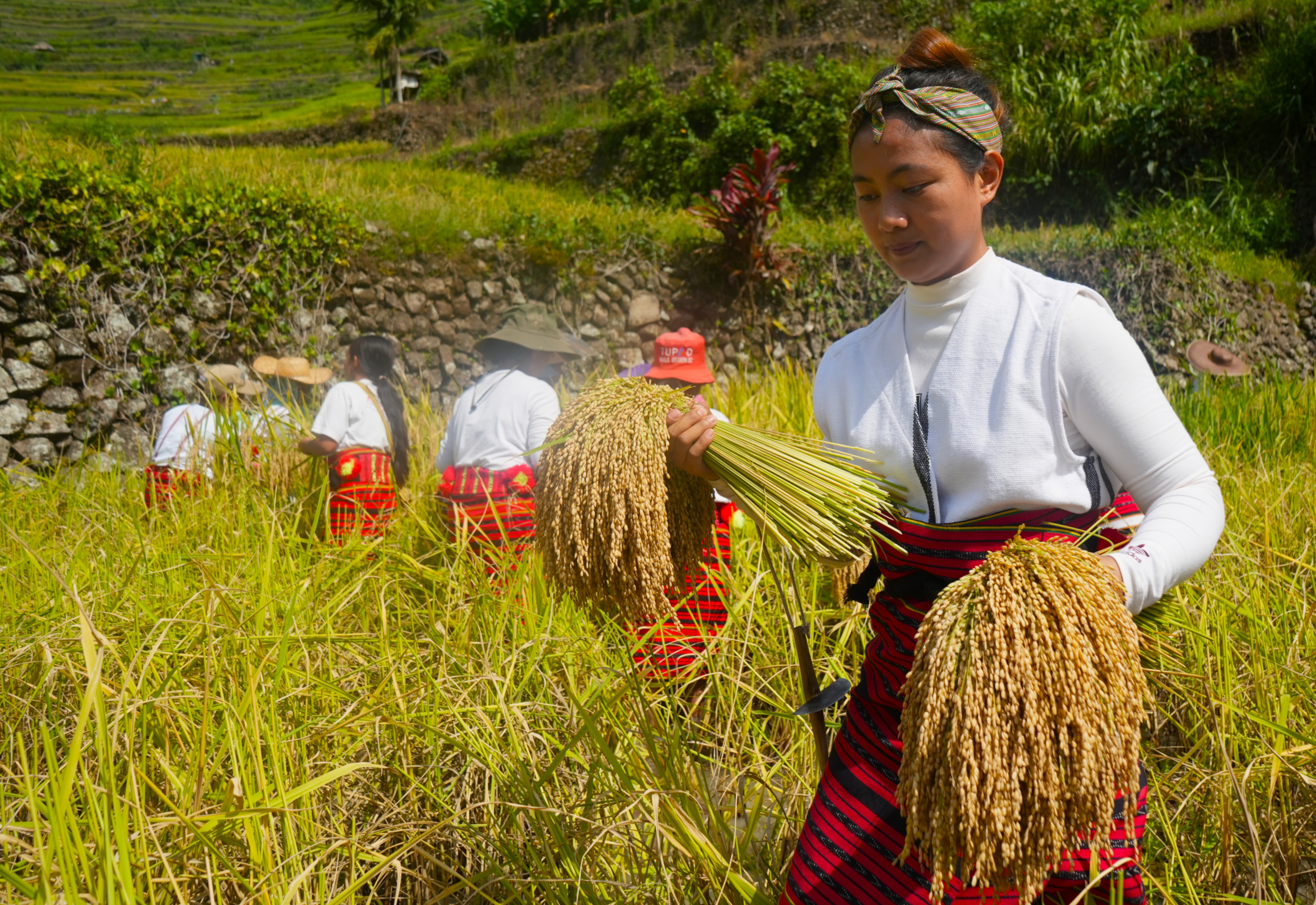 Batad is one of the five networks of rice terraces across four towns in Ifugao province inscribed as UNESCO World Heritage site in 1995.