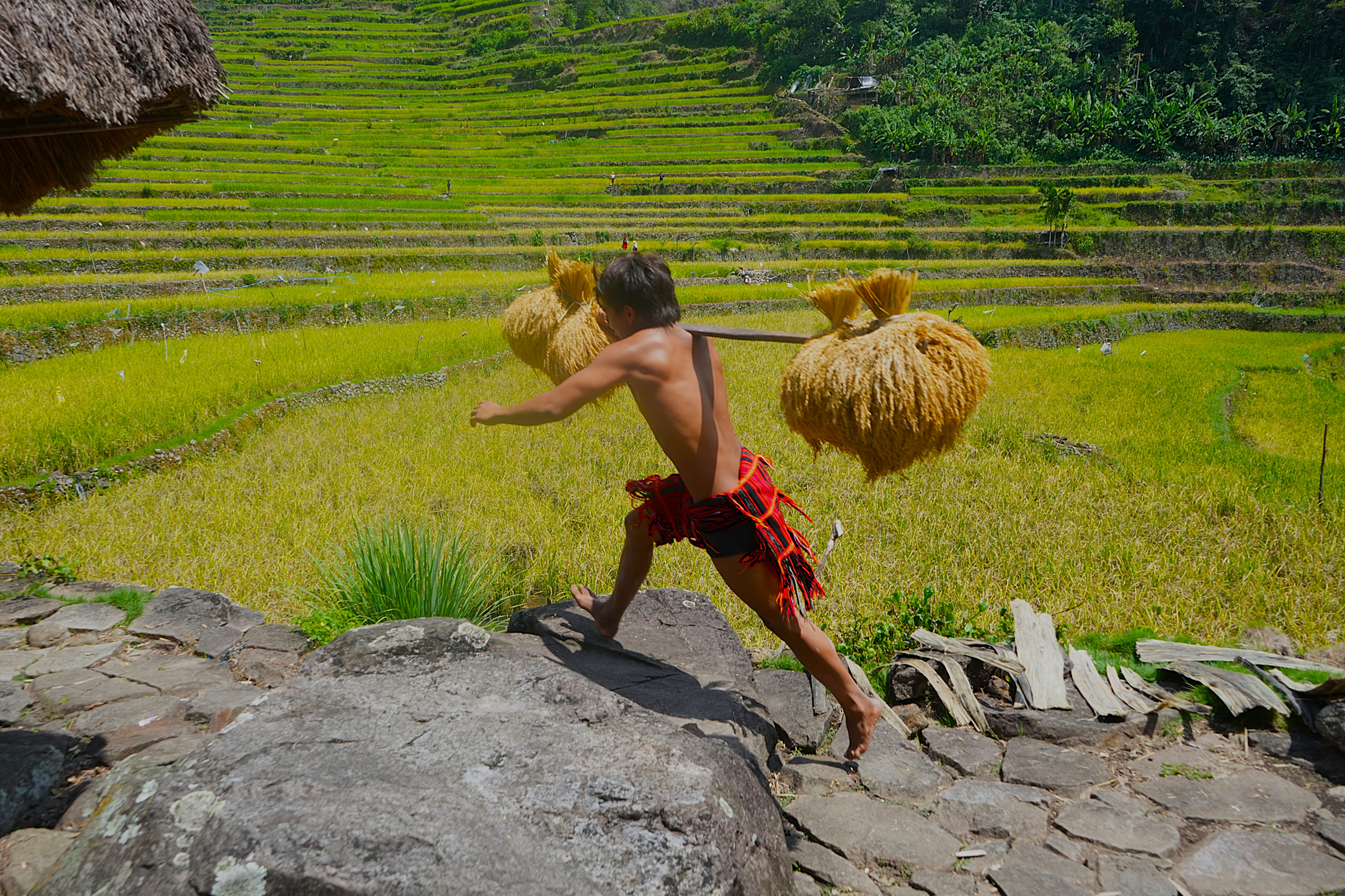 Tinawon, meaning ‘once a year’, is Batad’s heirloom organic rice harvested only once annually
