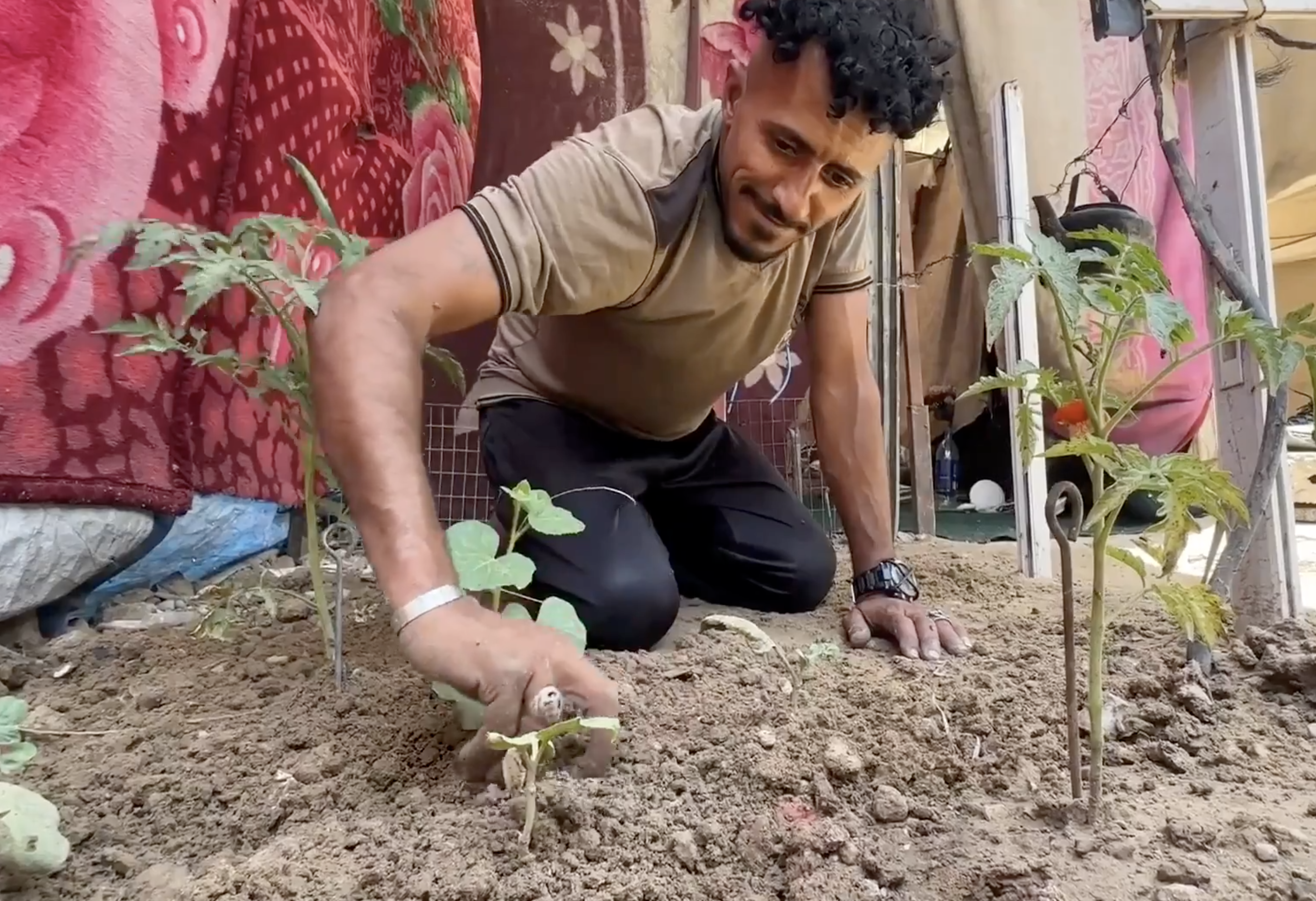 A displaced Palestinian man plants seedlings in a makeshift dirt patch beside his tent in Gaza, as severe food shortages and the destruction of agricultural lands force families to grow their own crops [Screengrab/Al Jazeera]