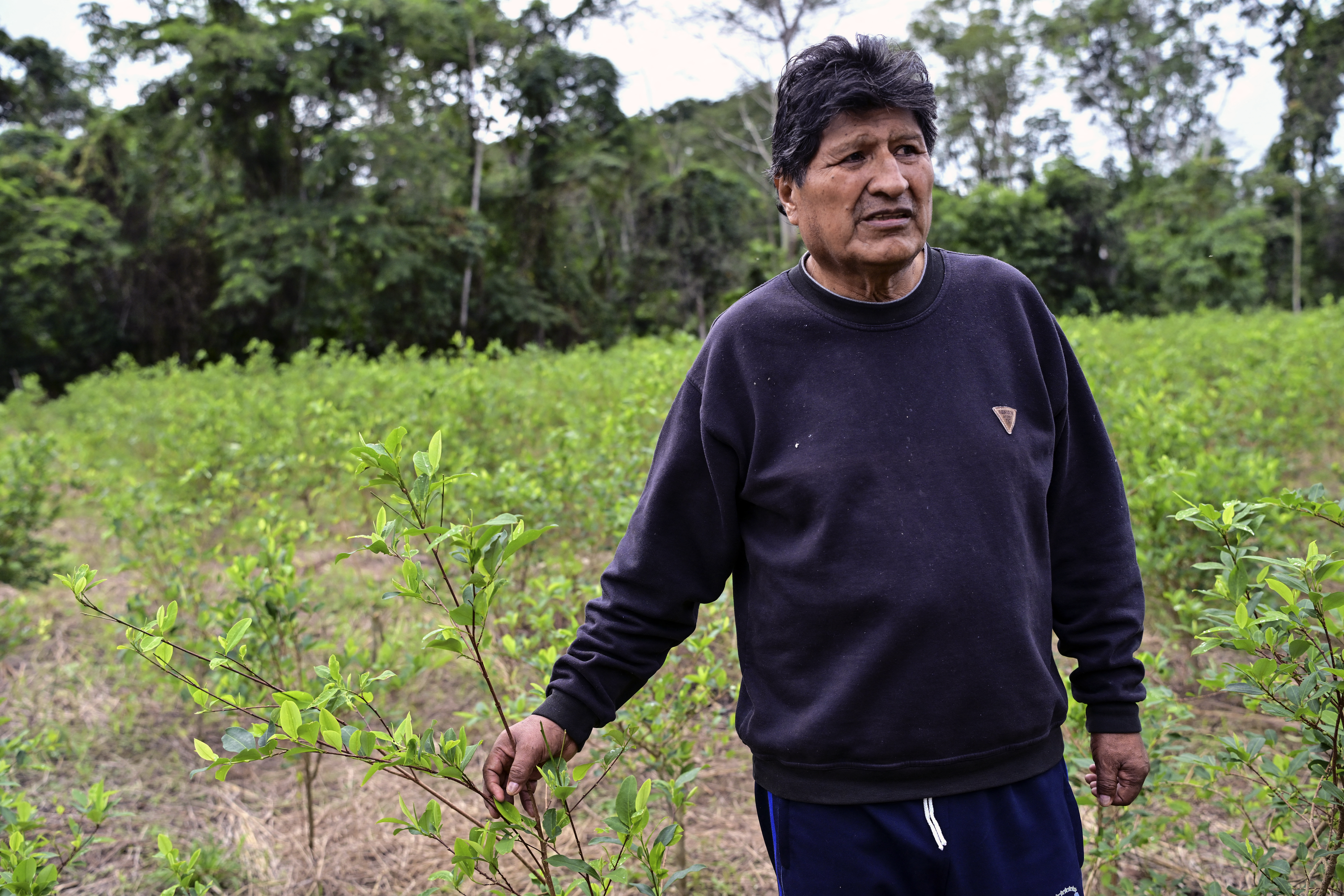 (FILES) Former Bolivian president Evo Morales holds a coca plant on his private farm in Villa Victoria, Cochabamba Department, Bolivia, on June 24, 2026.