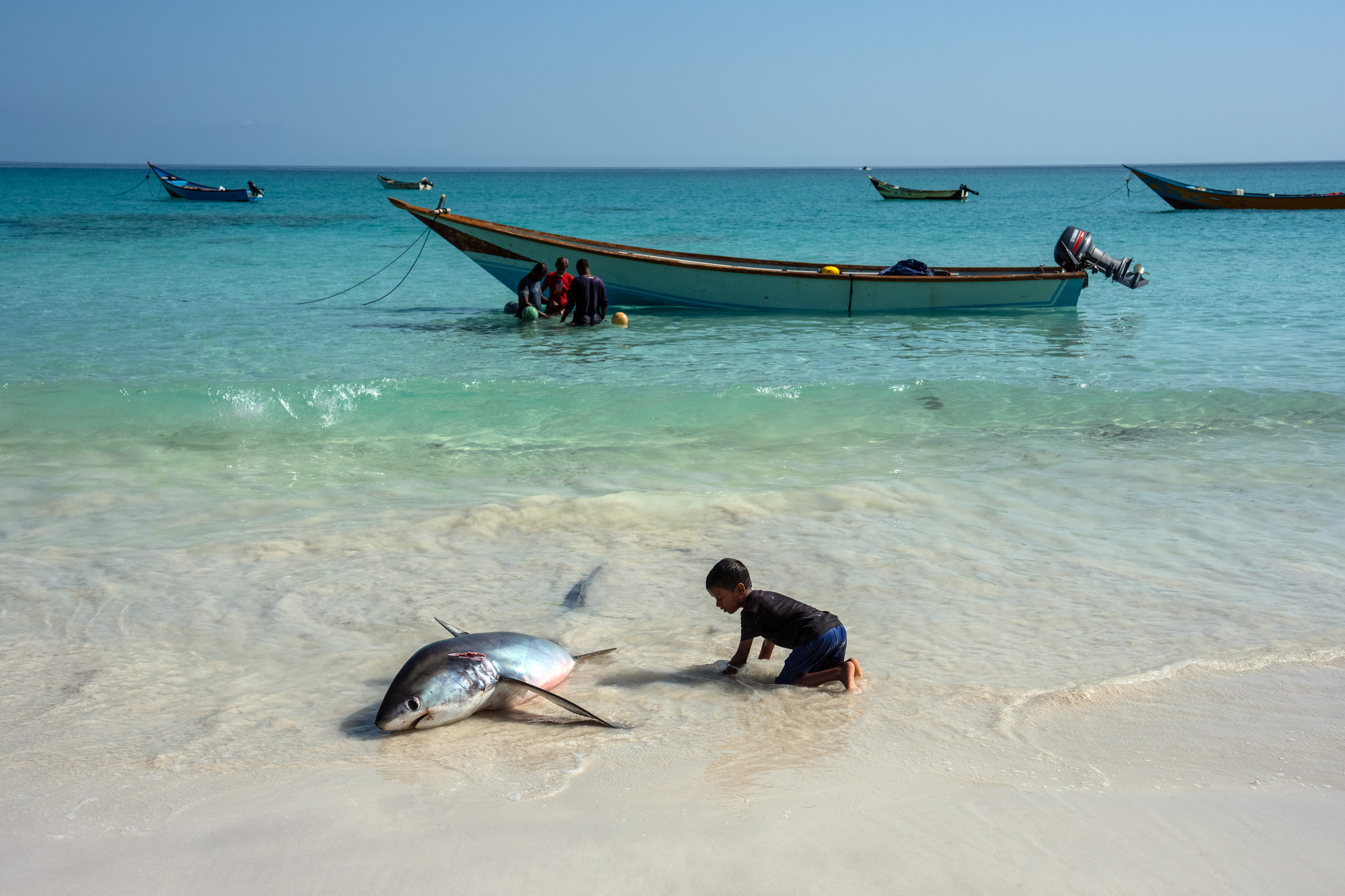 SOCOTRA ISLAND, YEMEN - OCTOBER 16: A boy views a recently-caught thresher shark on October 16, 2025 in Socotra, Yemen. Socotra island, sometimes referred to as the "Galapagos Islands" of the Indian Ocean, lies about 150 miles off the coast of the Horn of Africa and is home to 825 plant species, more than a third of which are only found here. Among them are the otherworldly dragon's blood tree, bottle trees and 11 species of frankincense, 4 of which were classified as critically endangered in March of this year. The intensifying tropical cyclones in this part of the Indian Ocean, fuelled by climate change, has put the island's unique ecosystem at risk. Meanwhile, Yemen's civil war - as well as the region-destabilizing attacks on commercial vessels in the Red Sea - have complicated conservation efforts. (Photo by Carl Court/Getty Images)