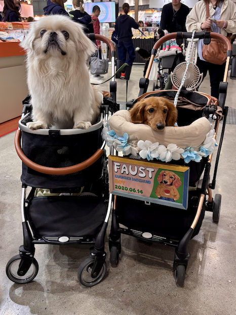 Dogs pose in well-decorated pet carts at the Interpets Conference at the Tokyo Big Sight Conference Centre on April 5, 2026."For the second two, they are both from the Unicharm stand at the Interpets conference, but I took those on April 3, 2026. Same location.