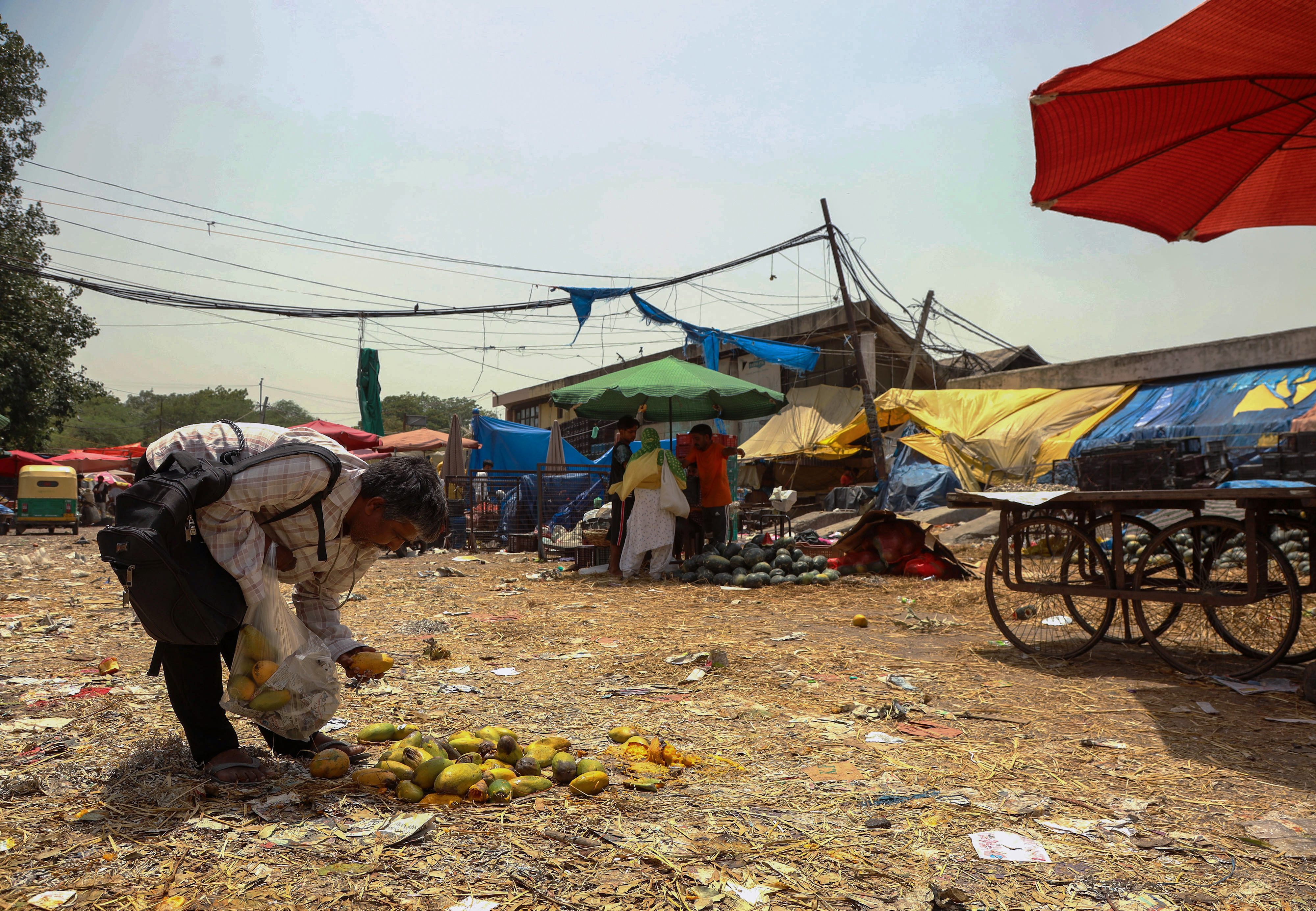 A man collects discarded mangoes at a market in New Delhi, India