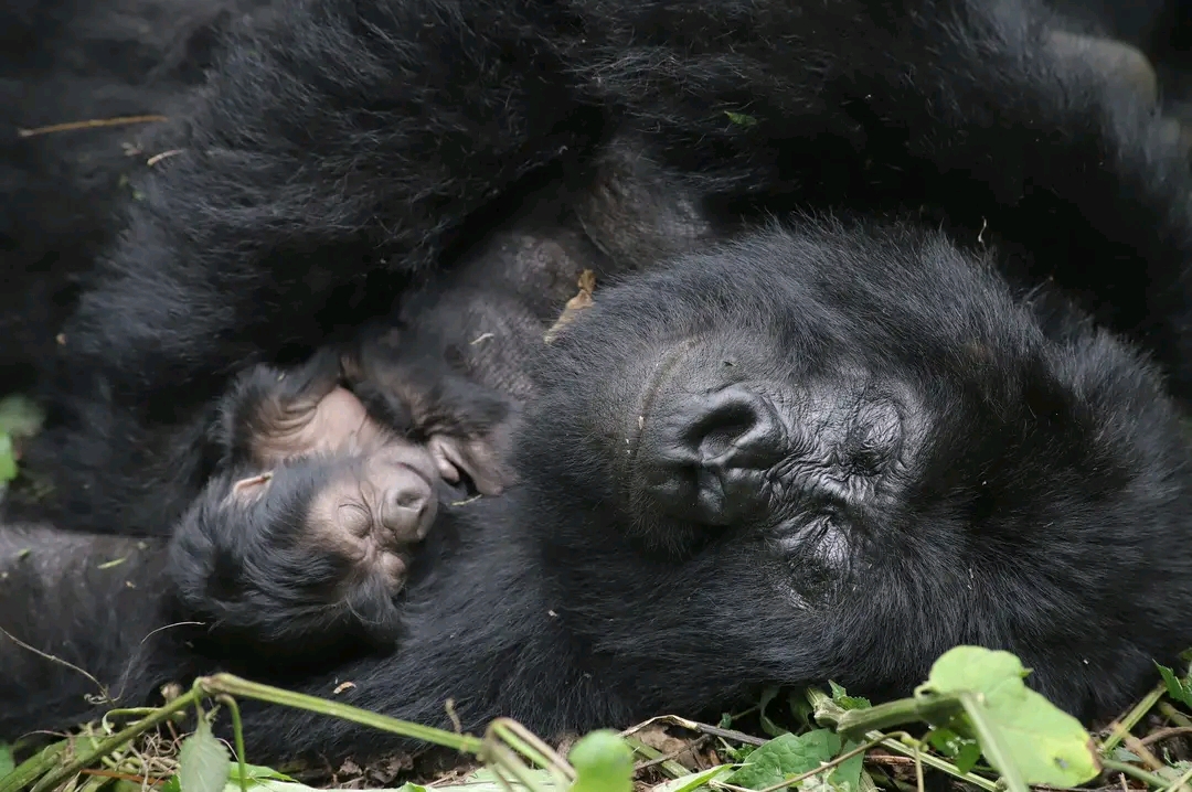 Mountain gorillas in Virunga National Park. [Courtesy of Virunga National Park]