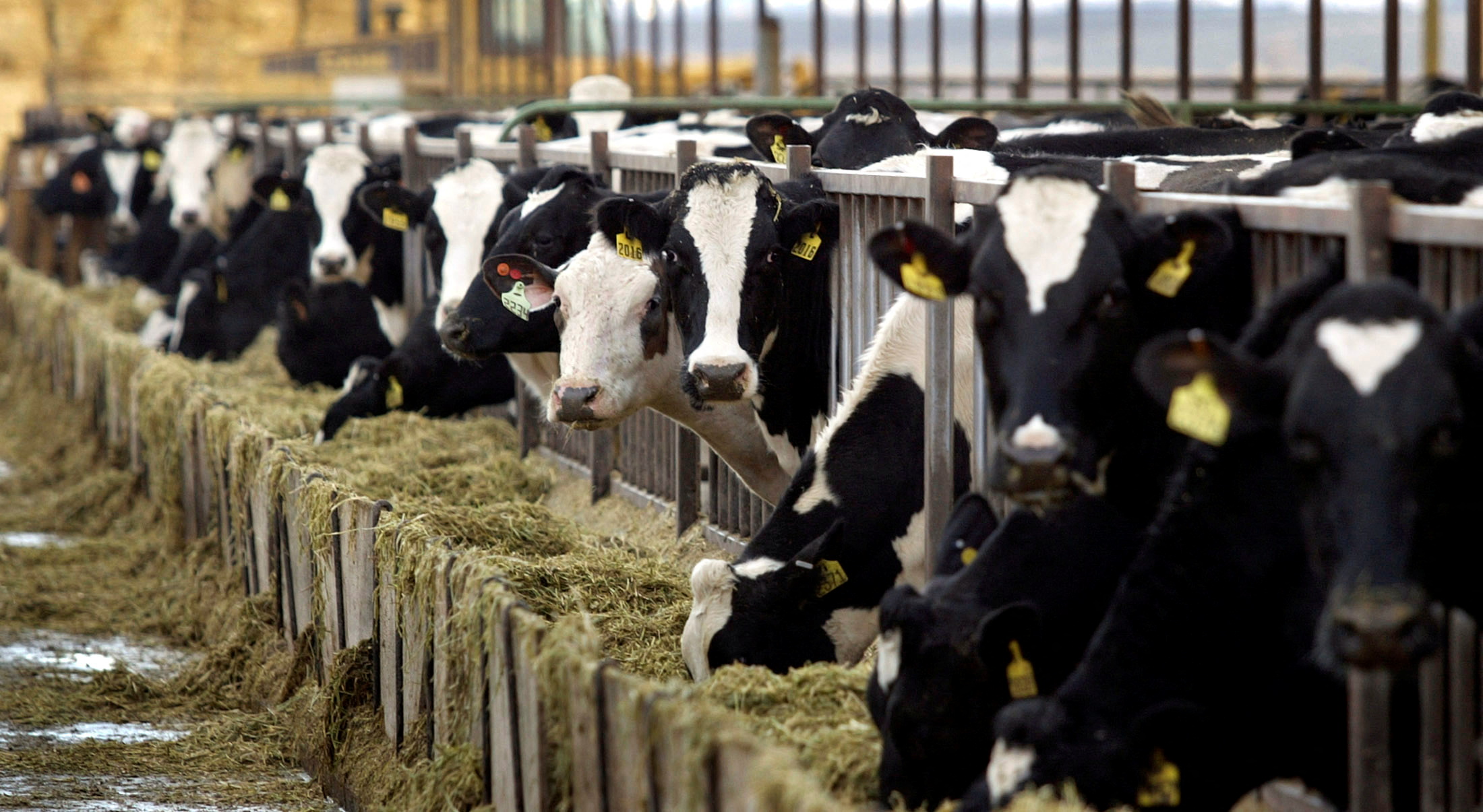 cows