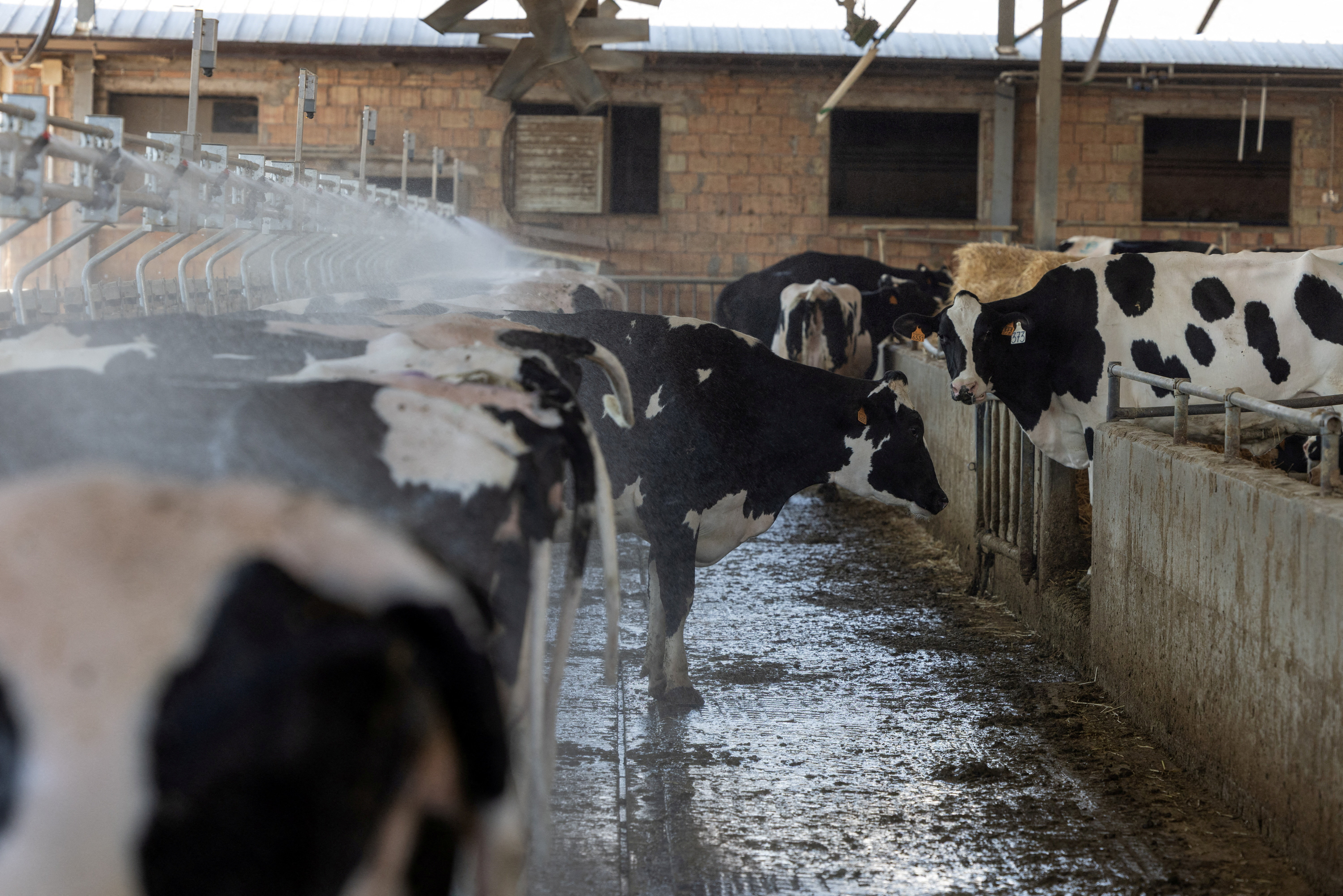 Cows wait in the feed alley as sprinklers create a fine mist to lower temperatures at the Bertinelli dairy farm during a heatwave in Medesano, Italy, July 7, 2026