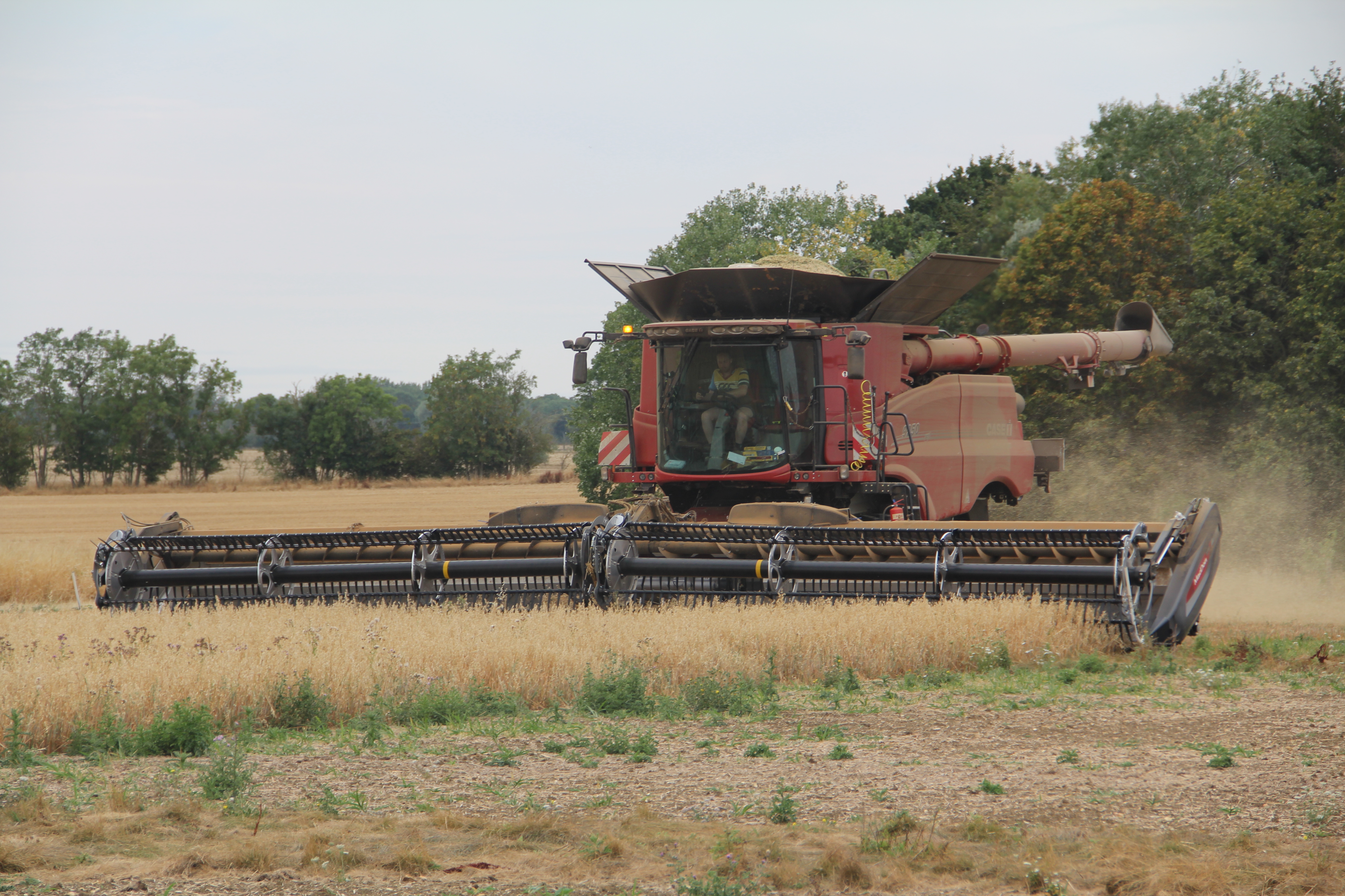 A combine harvests oats on Manor Farm in Caxton near Cambridge, kicking up dust in the dry conditions. Credit: John Kjorstad