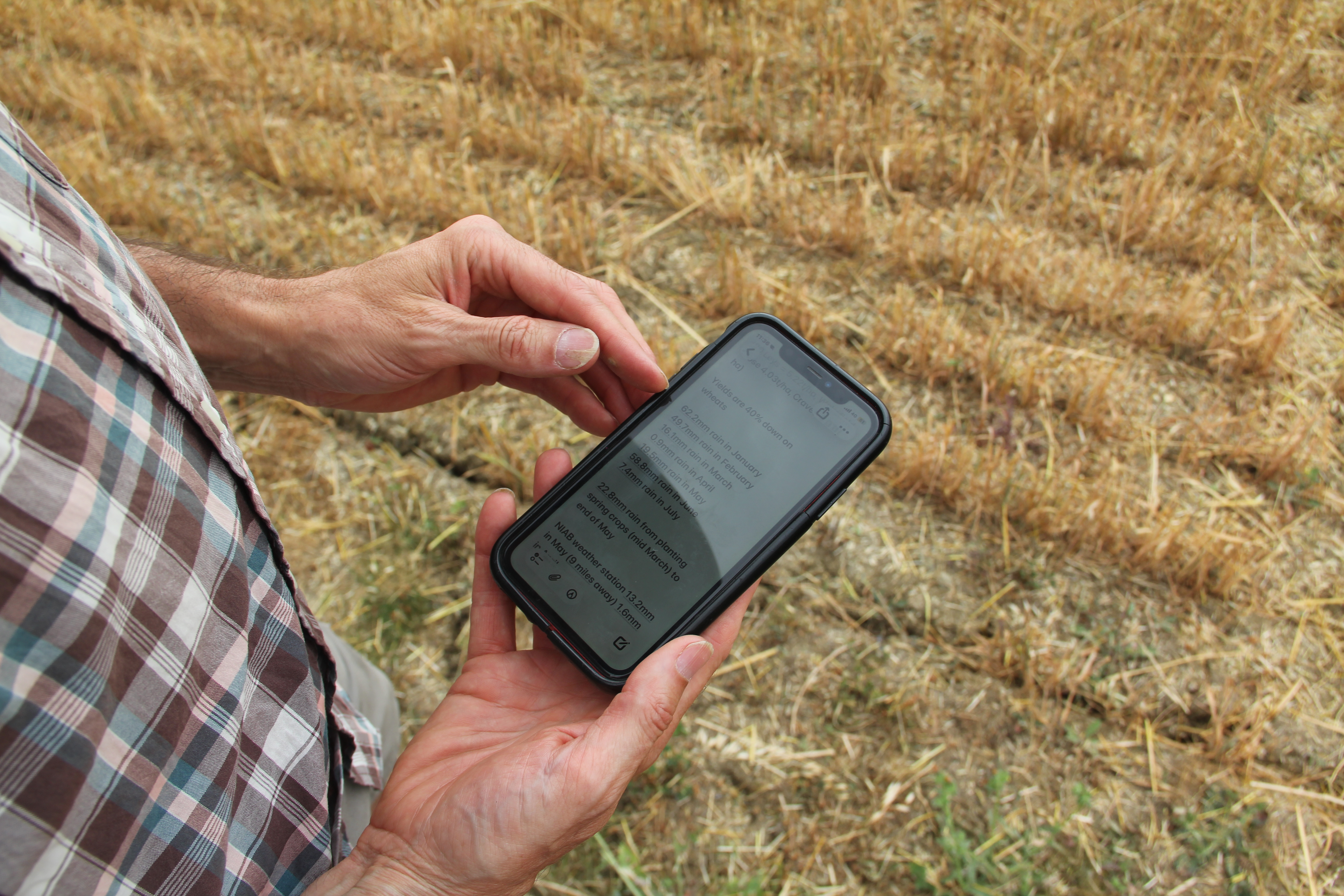 Tom Pearson shows monthly rainfall figures on his phone in the field — data he tracks closely as wheat yields were down around 40% this season. Credit: John Kjorstad