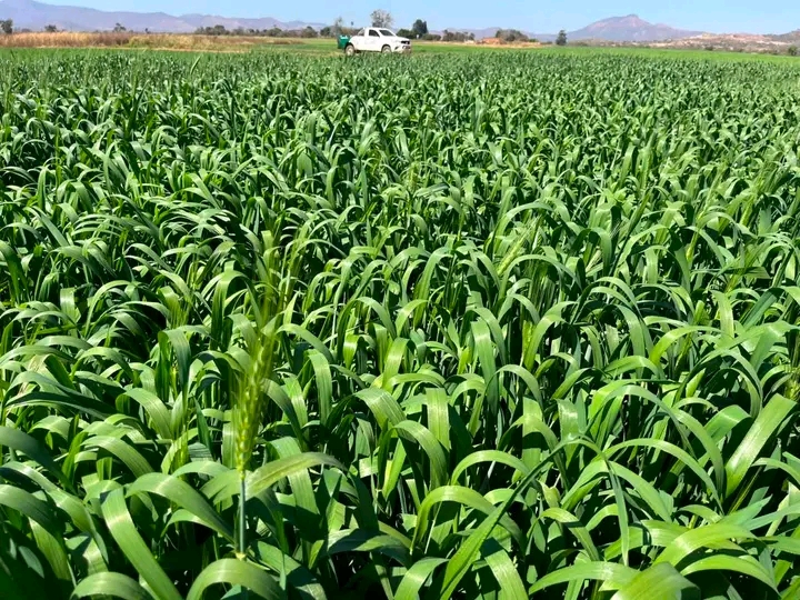 Winter crops grow at a farm in Bhora, Mashonaland East, that was acquired under Zimbabwe’s land reform programme [Calvin Manika/Al Jazeera]