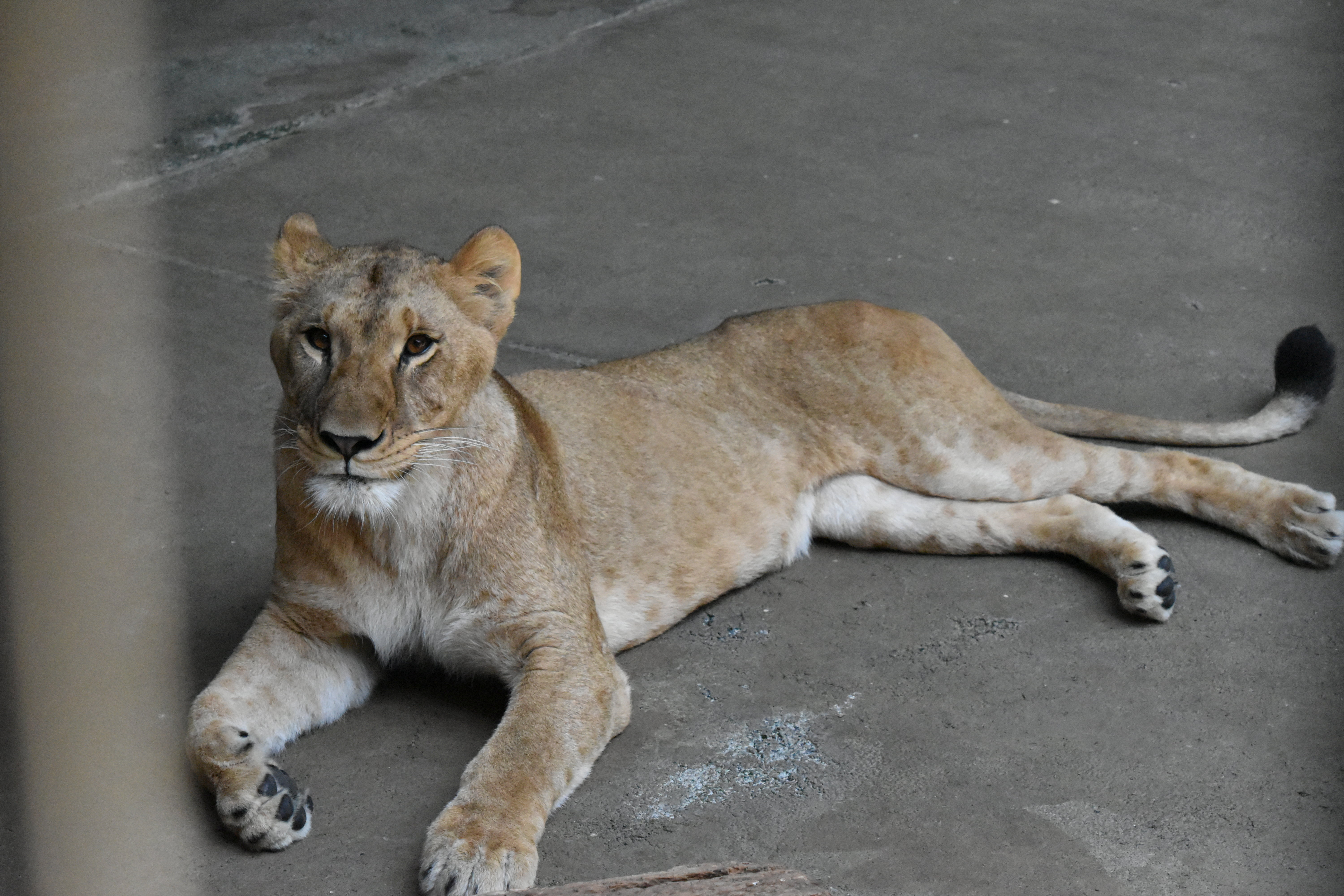 Three-year-old female lion Mugi, one of three lions in Tama Zoological Park that died recently due to suspected heat-related illness, in Tokyo, Japan, photo taken on May 28, 2025 released by Tokyo Zoological Park Society, and obtained by Reuters on August 4, 2026. Tokyo Zoological Park Society/Handout via REUTERS THIS IMAGE HAS BEEN SUPPLIED BY A THIRD PARTY. NO ARCHIVES. NO RESALES. MANDATORY CREDIT. NO MODIFICATIONS ALL