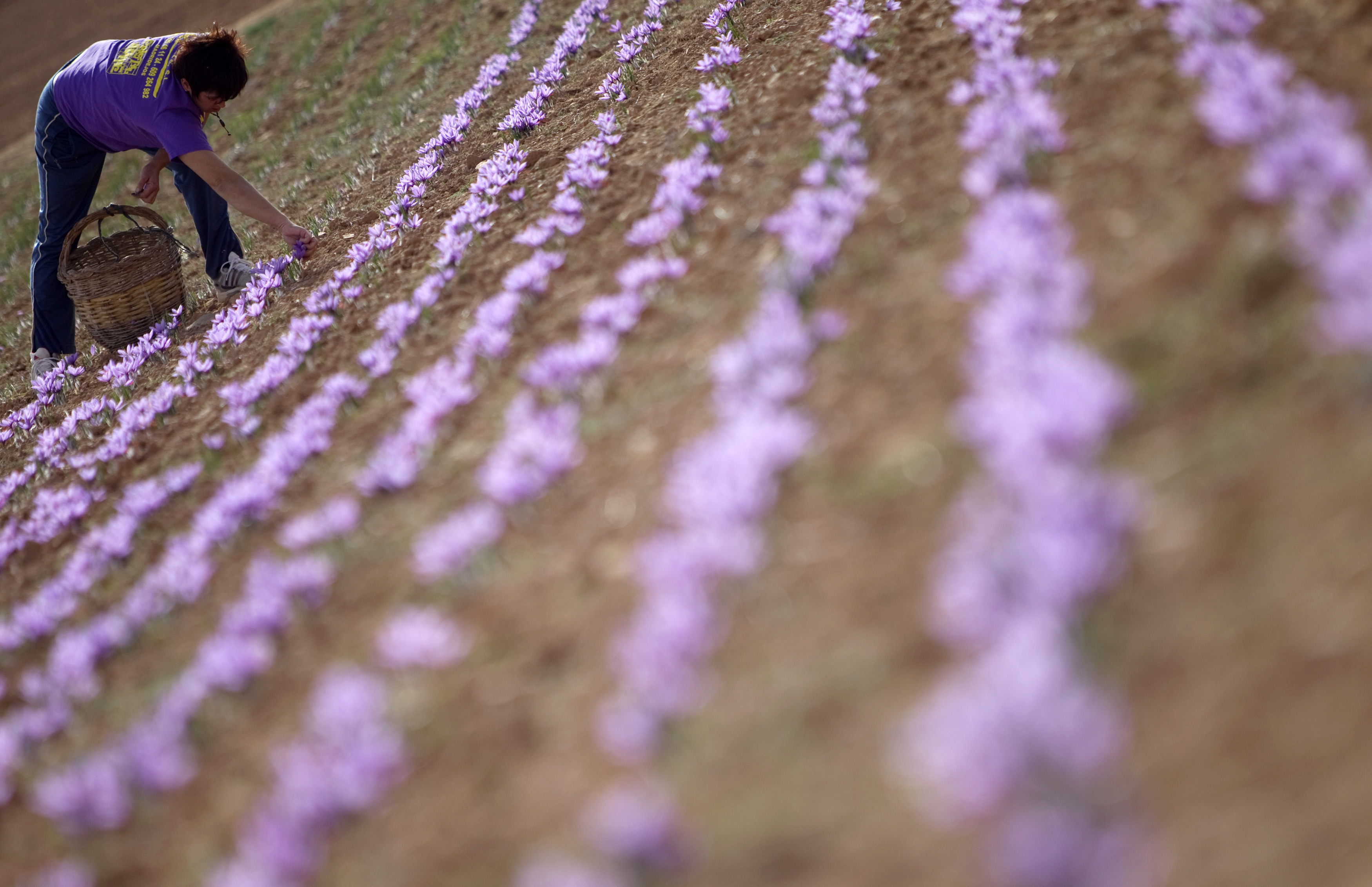 Antonia Moreno collects flowers of crocus sativus, the saffron crocus, during the saffron harvest in Consuegra, central Spain, October 28, 2010. For centuries, saffron has bedecked with purple in the Spanish plains where fictional character Don Quijote tilted at windmills and delicately flavoured paellas. It takes 400,000 stems to make up a kilo of saffron, which retails at about 10,000 euros ($14,000), although a few fragrant threads only are needed to give a typically tasty yellow tinge to traditional rice dish paella. Picture taken October 28, 2010. REUTERS/Sergio Perez (SPAIN - Tags: SOCIETY)