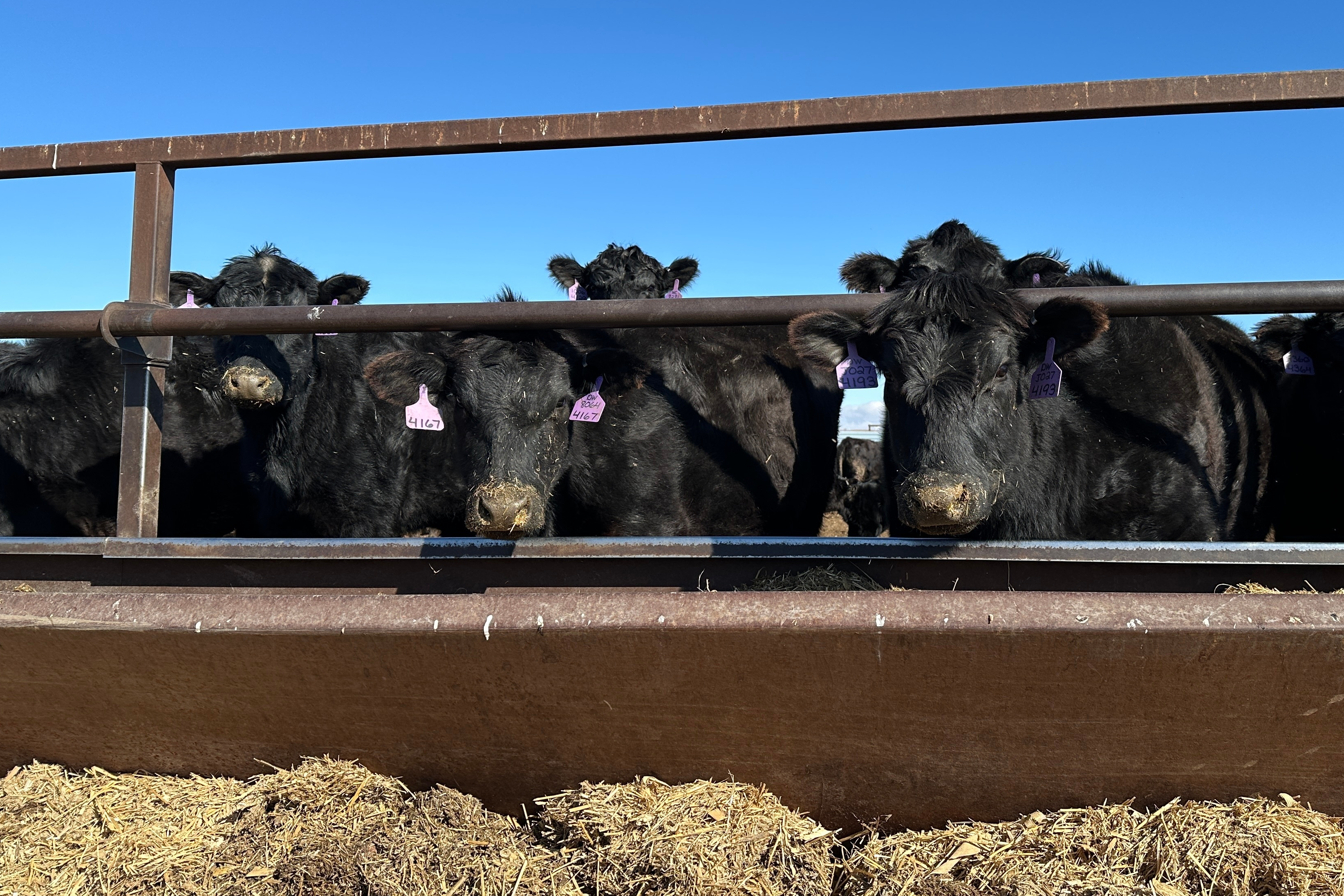 Beef cows