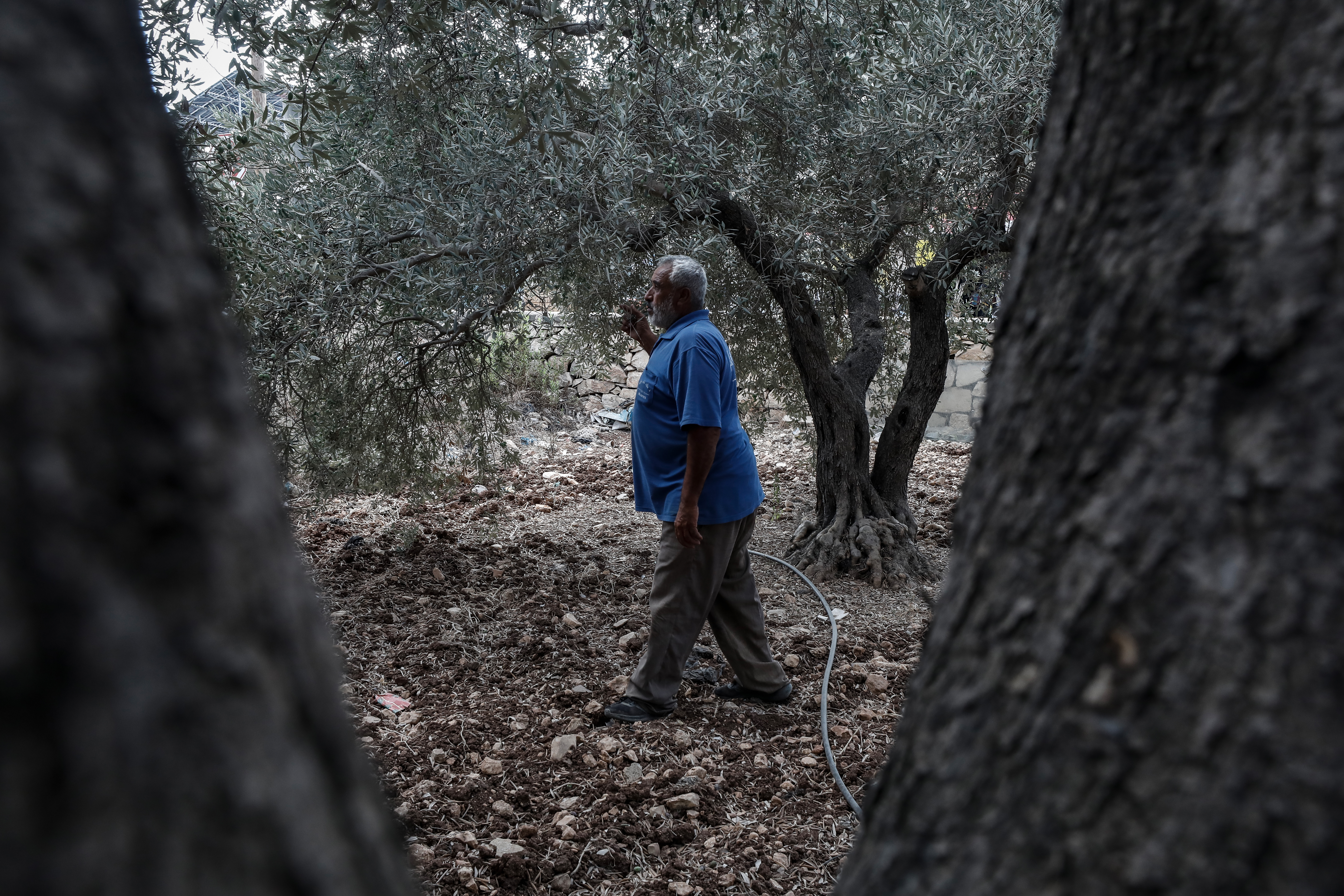 Adnan Kmail visits his neighbors land often as he misses his confiscated land and uprooted olive trees