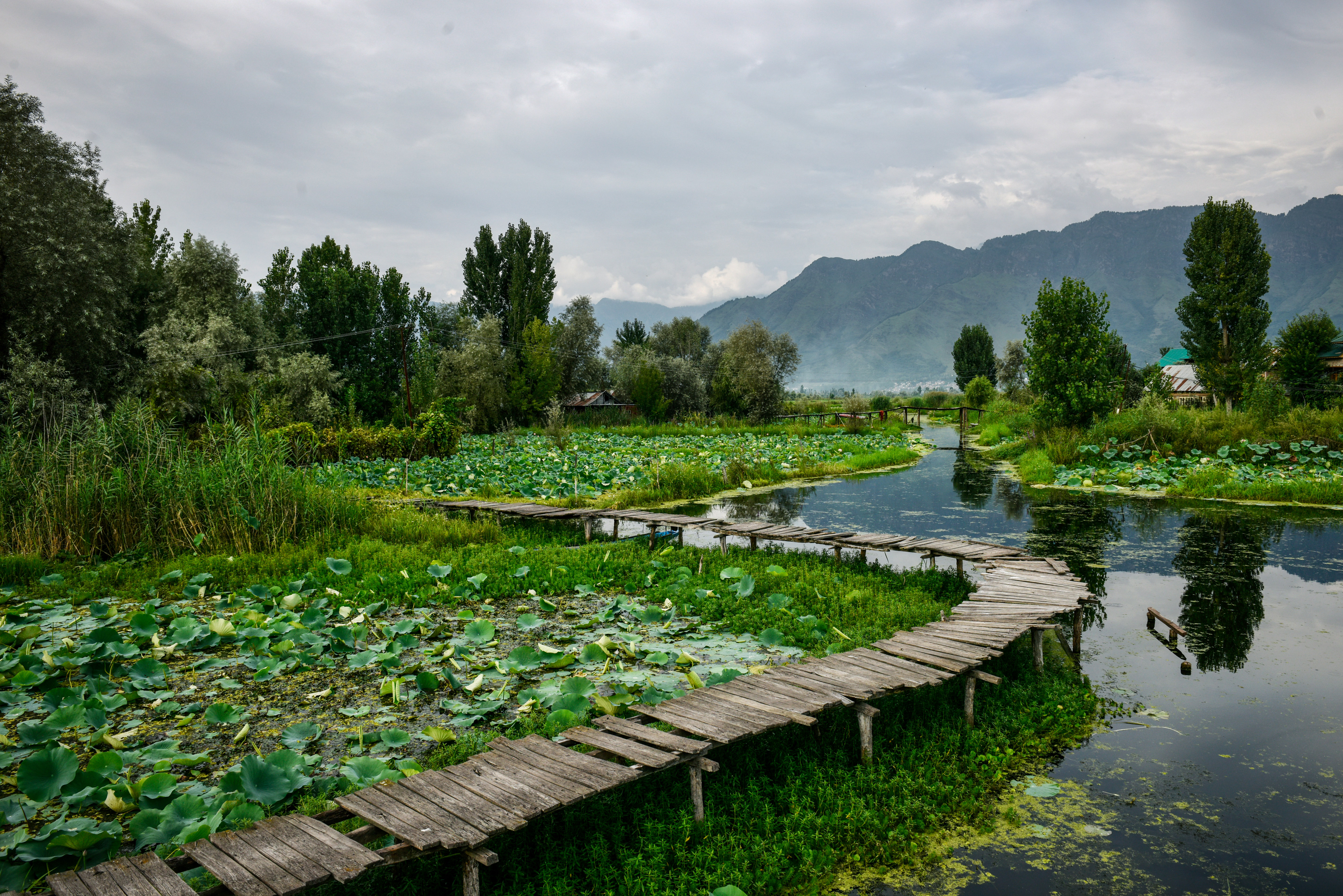 Kashmir's iconic Dal Lake faces environmental and climate challenges