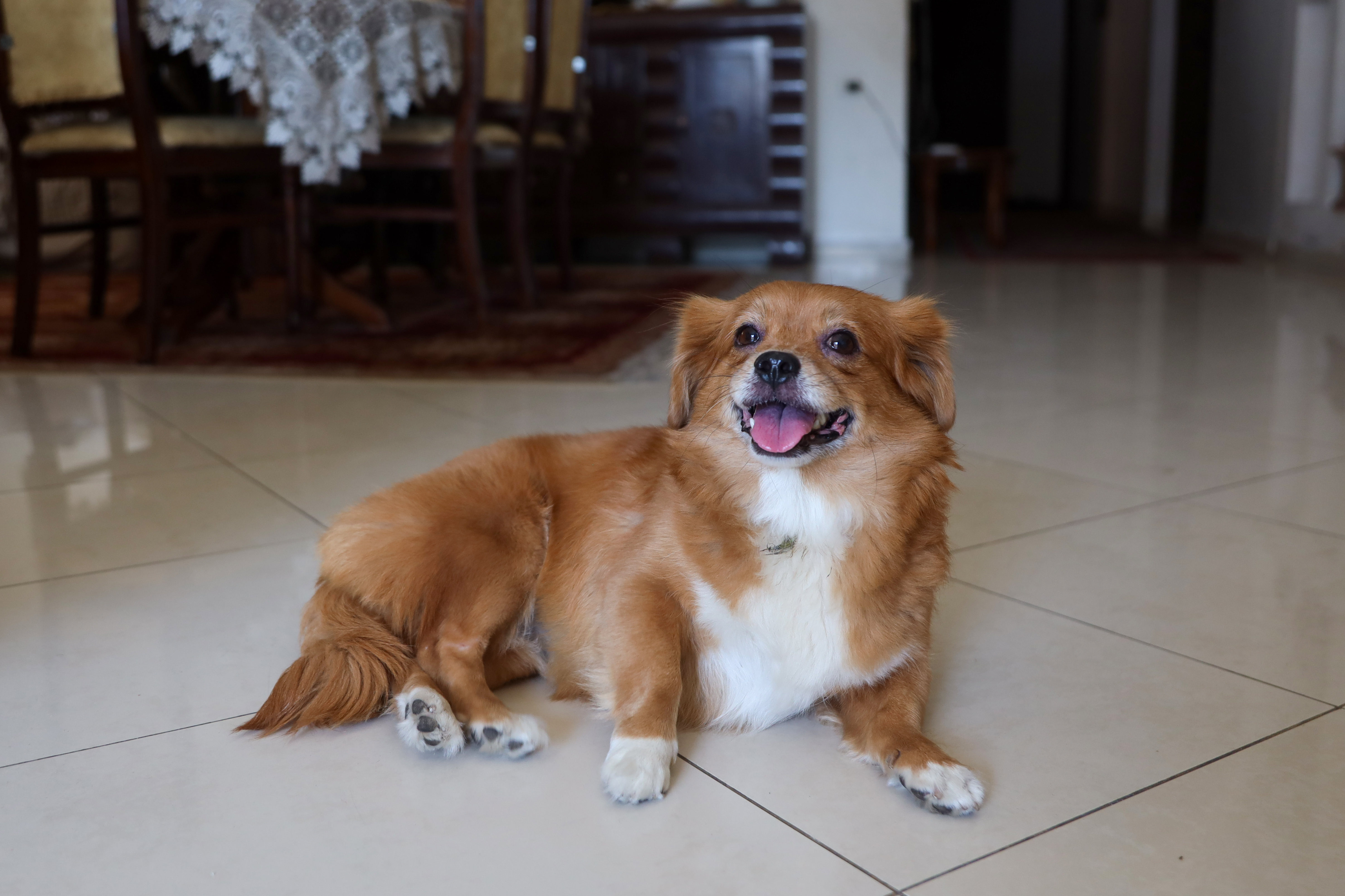 When Shahd Abu Khousa, 30, left her home in Gaza’s al-Jalaa neighbourhood on October 16, she took her two dogs, Lily and Bobby, with her. Her displacement took her from Shifa Hospital to Tal al-Hawa south of Gaza city, then to a house and finally to a school shelter. The journey was difficult for both dogs, especially Lily, who was frightened by the sound of bombardment and would hide whenever shelling began. Bobby died from starvation after food became unavailable. “I never thought of leaving Lily behind,” Shahd says, describing her as part of the family. During the famine, Lily survived by eating what the family ate, including lentils and fresh bread, while Shahd continued to share what little food they had with her. Shahd says she had once been afraid of dogs, but that changed after her sister brought Lily and Bobby from Egypt. Lily became especially close to her, spending much of her time with Shahd and sharing her food. She describes Lily as loyal and gentle, saying the dog would sense when she was in danger and try to protect her. Now, Shahd hopes all pets in Gaza can find a safe place where they have food, water and somewhere to sleep, “away from fear and harm, and without being thrown out.”
