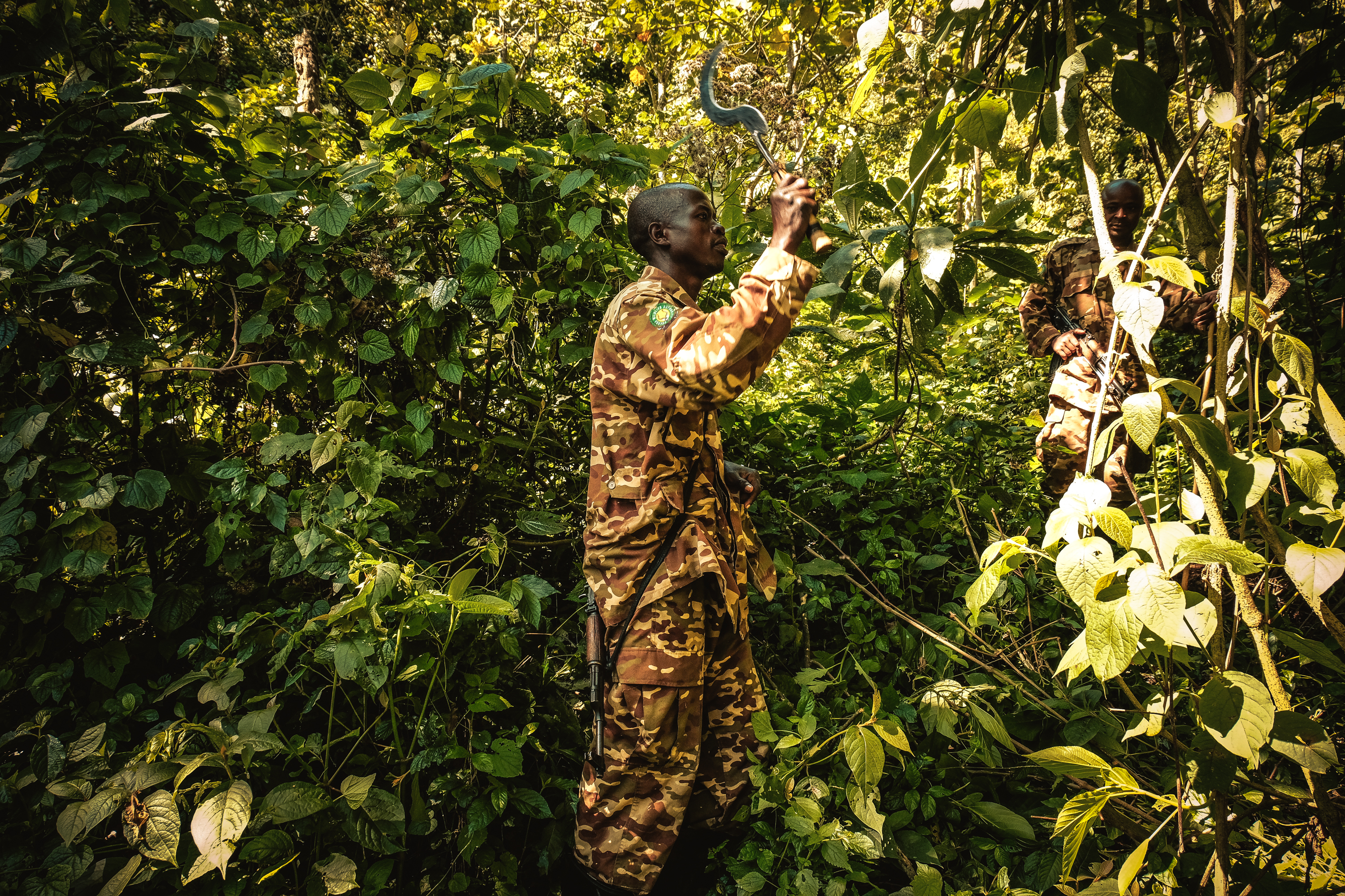 A ranger works at Bwindi Impenetrable National Park in the mountains of southwest Uganda in September 2018. The park is home to many of the world’s remaining mountain gorillas, who feed on roots, leaves and fruit from the park
