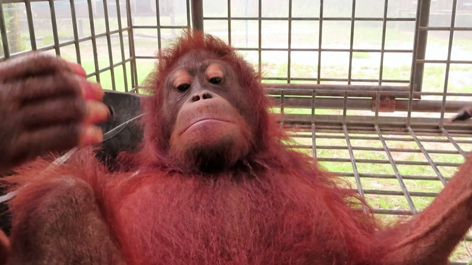 Indonesia orangutan